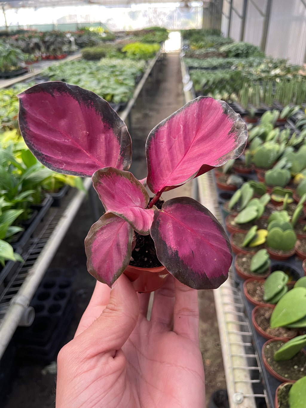 Calathea 'Purple Rose' - Holiday Corner