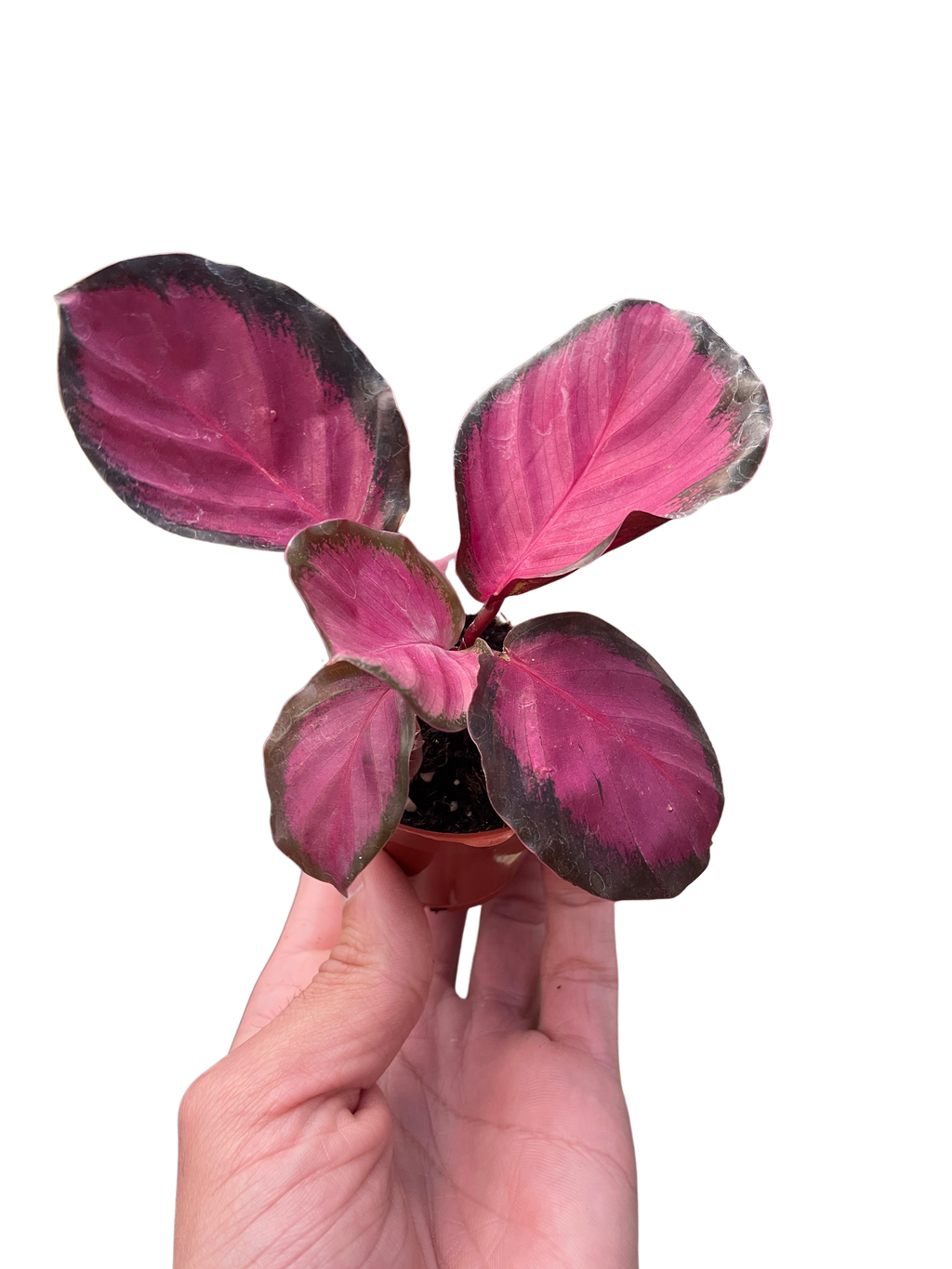 Calathea 'Purple Rose' - Holiday Corner