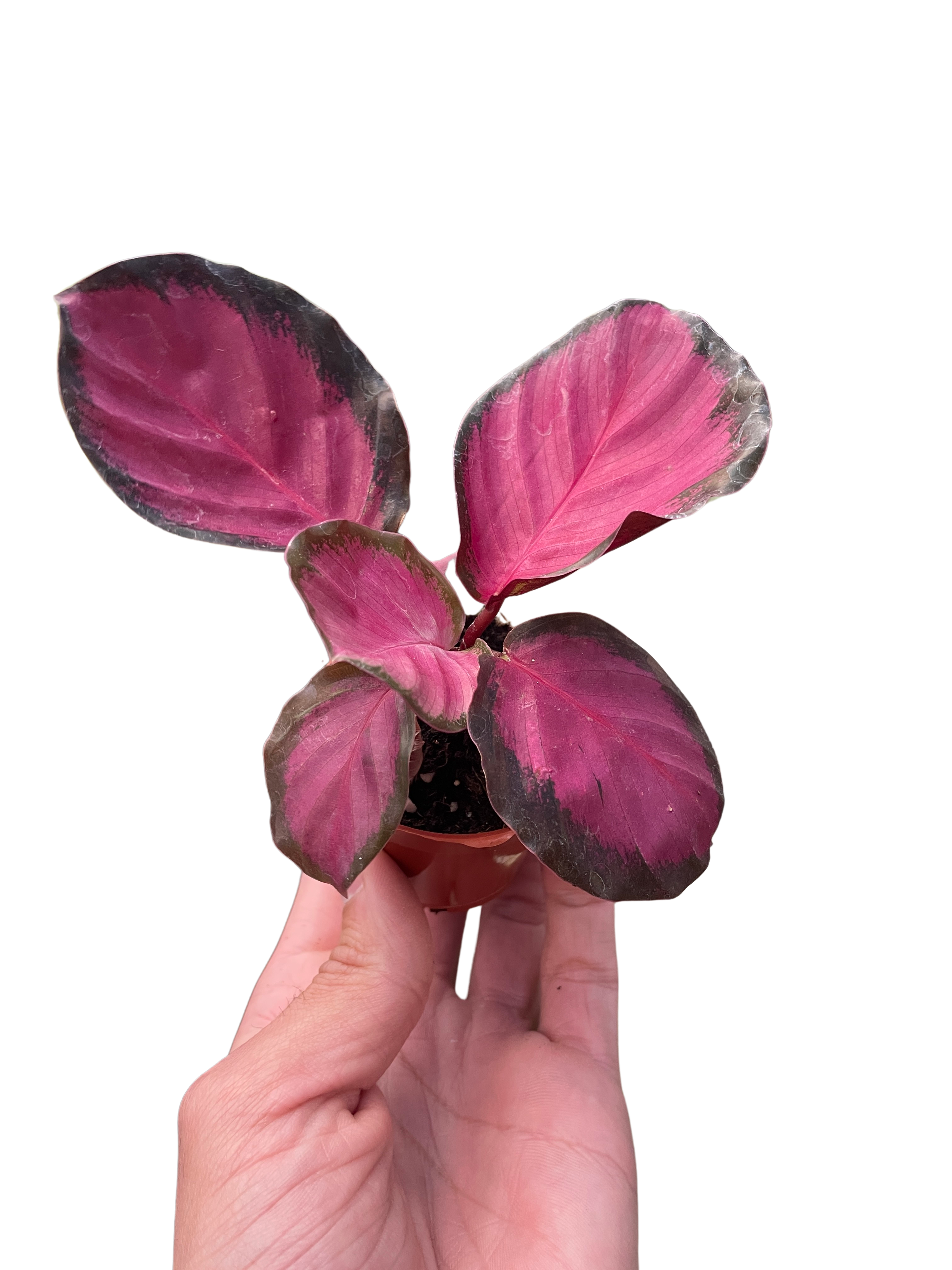 Calathea 'Purple Rose' - Holiday Corner