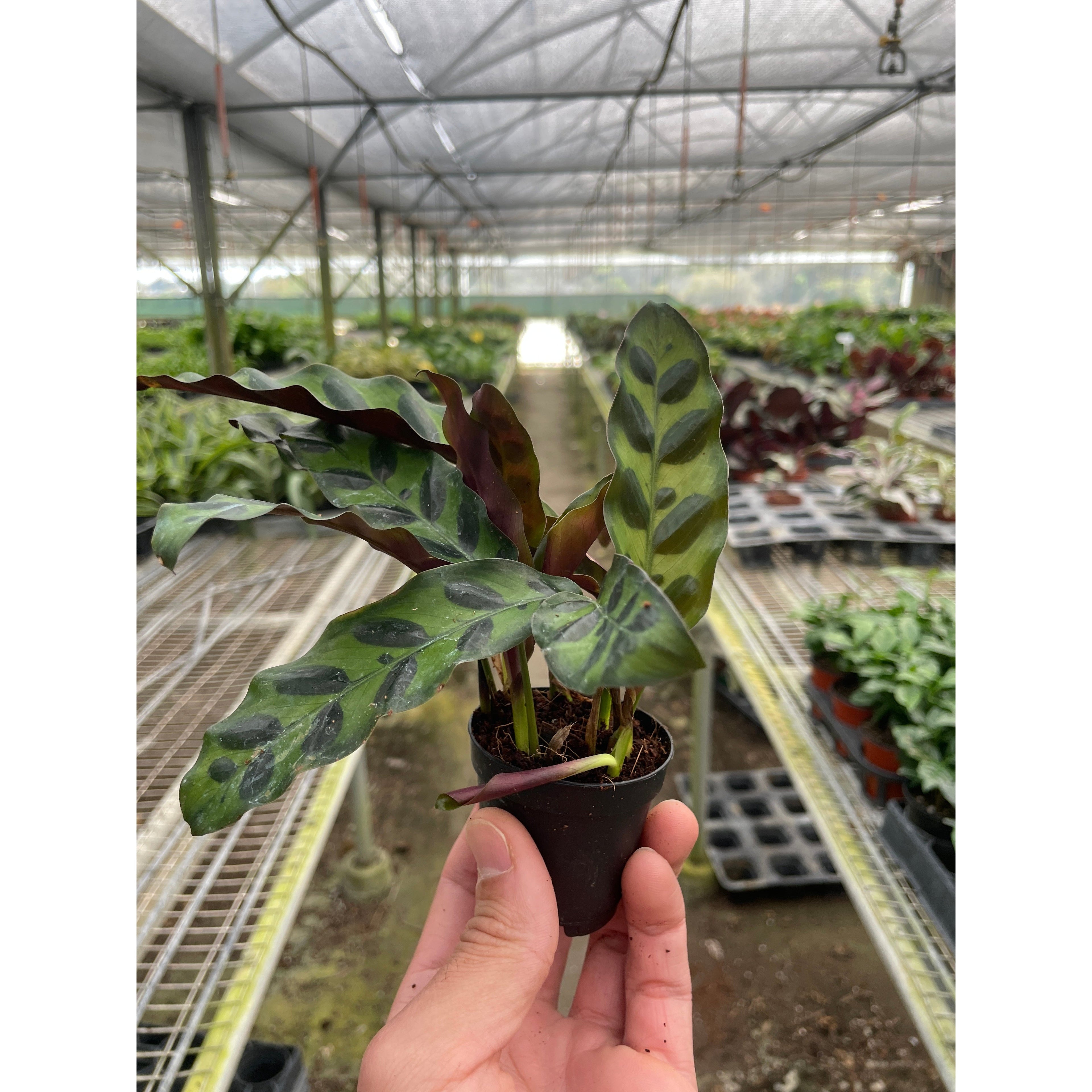 Calathea Lancifolia 'Rattlesnake' - Holiday Corner
