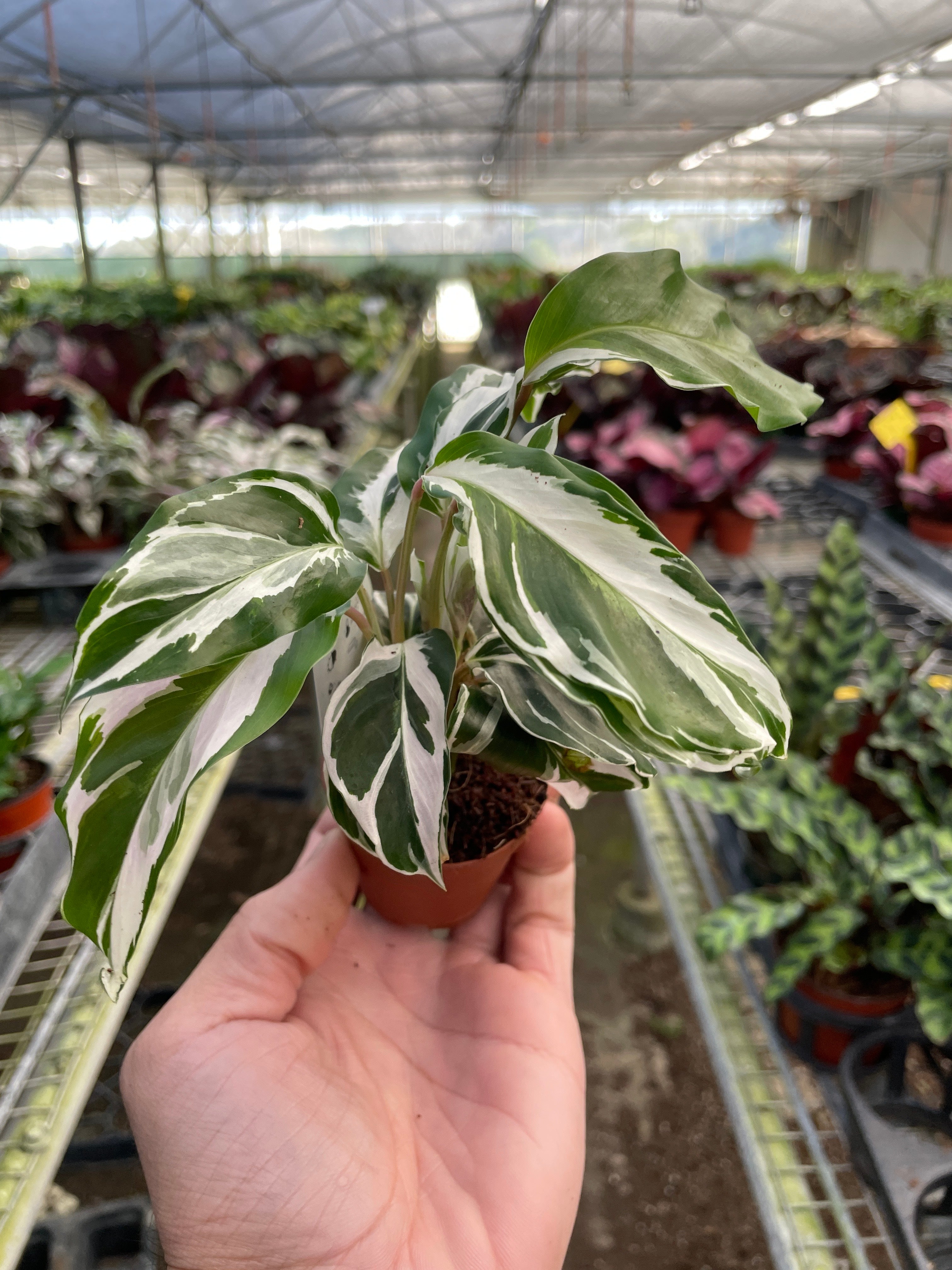 Calathea 'White Fusion' - Holiday Corner