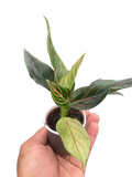 Chinese Evergreen 'Red Vein' - Holiday Corner