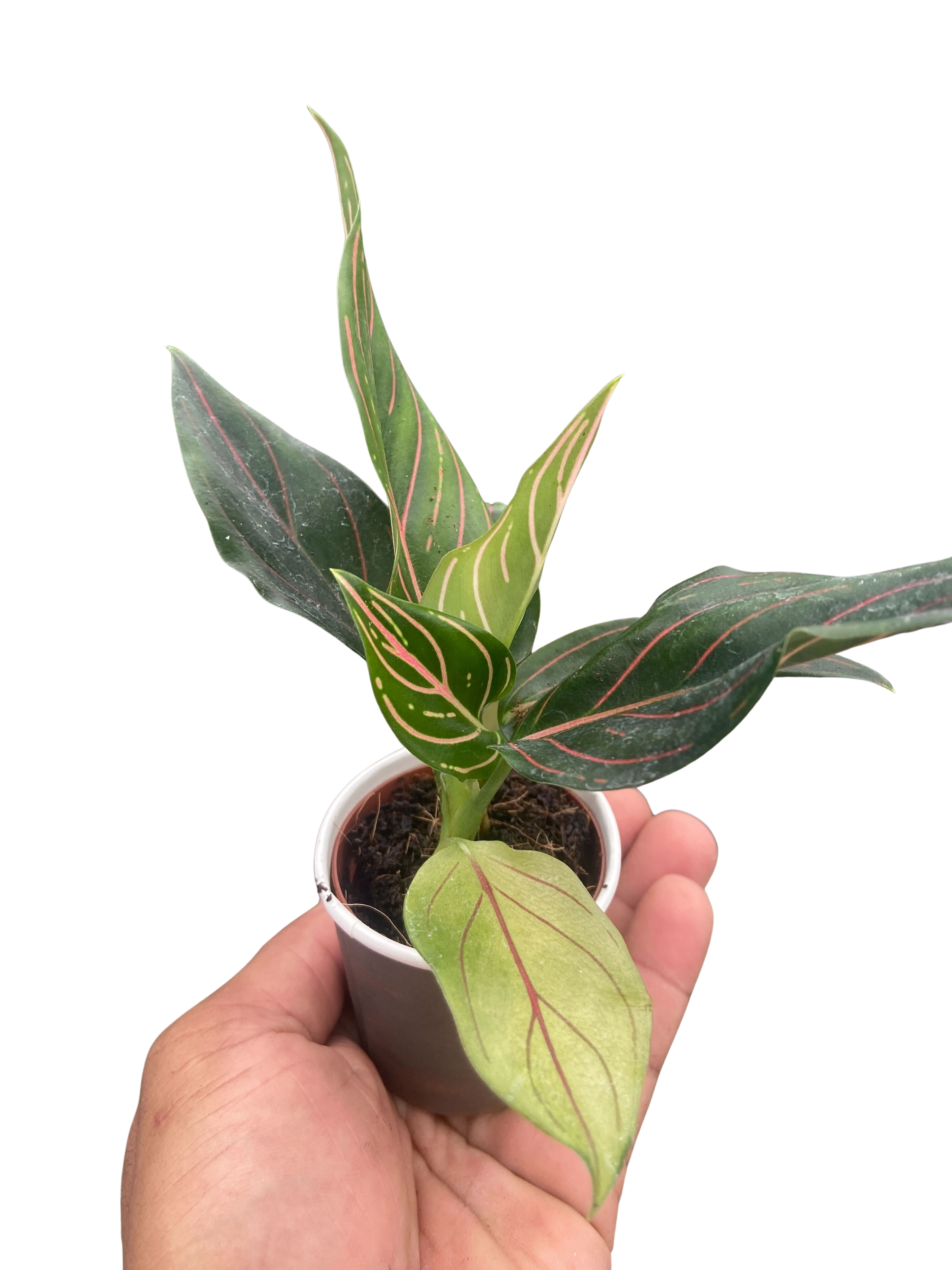 Chinese Evergreen 'Red Vein' - Holiday Corner