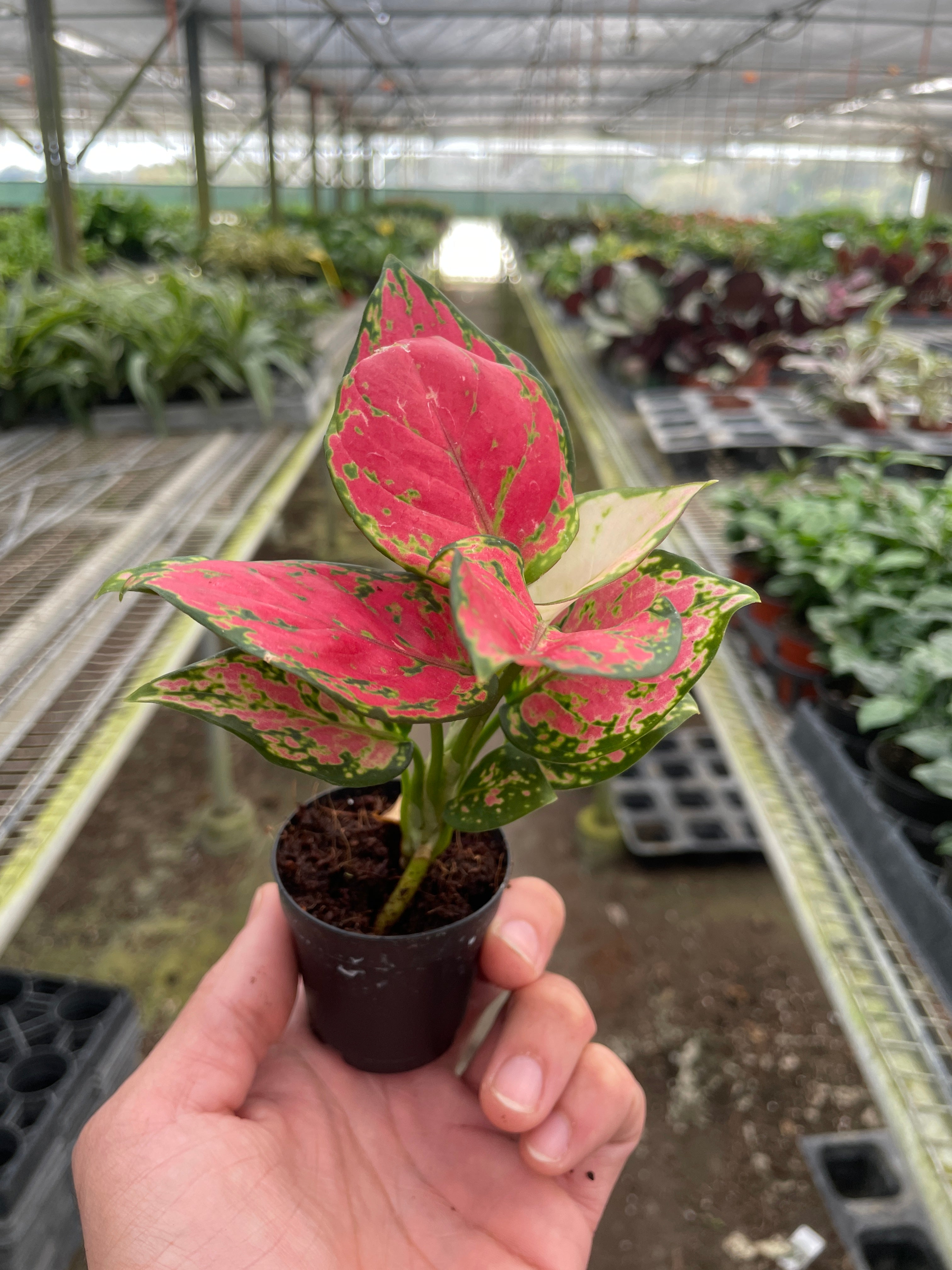 Chinese Evergreen 'Lady Valentine' - Holiday Corner