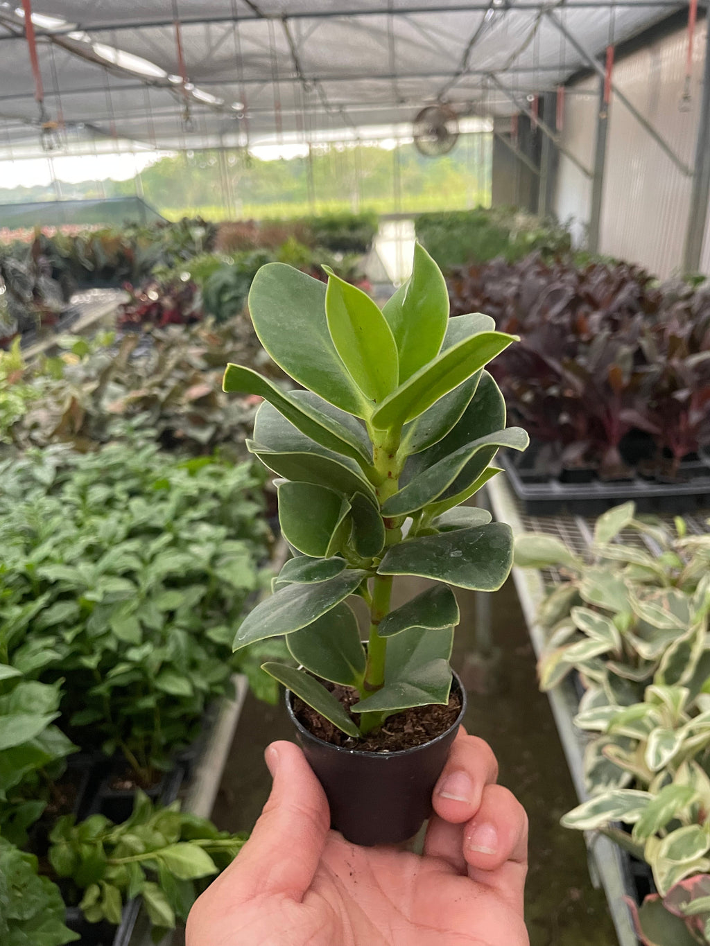 Clusia 'Princess' (Autograph Plant) - Holiday Corner
