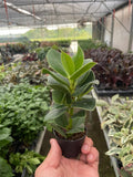 Clusia 'Princess' (Autograph Plant) - Holiday Corner