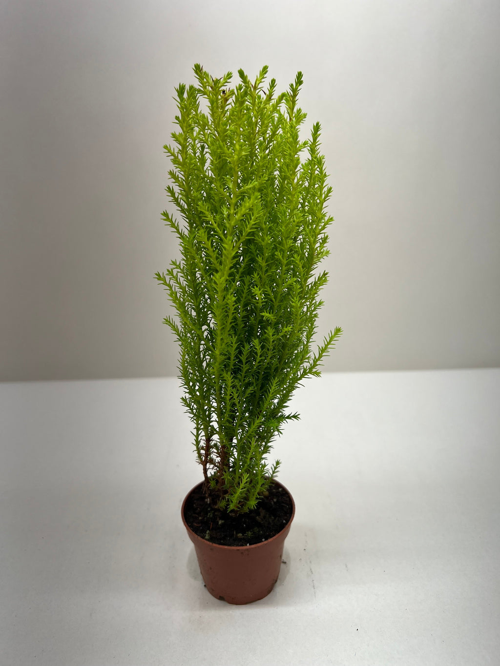 Cypress Lemon - Holiday Corner