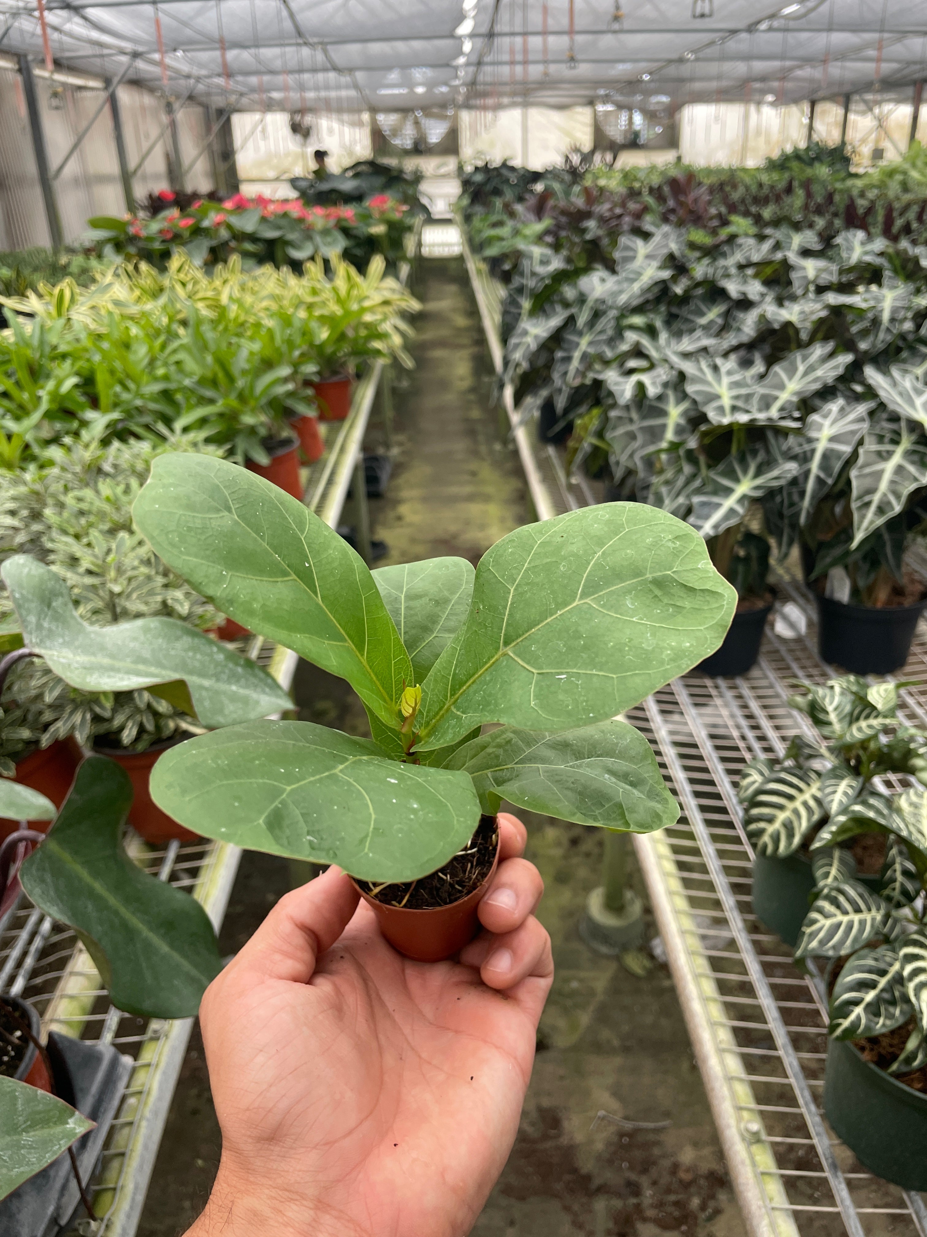 Ficus Lyrata 'Fiddle Leaf Fig' - Holiday Corner