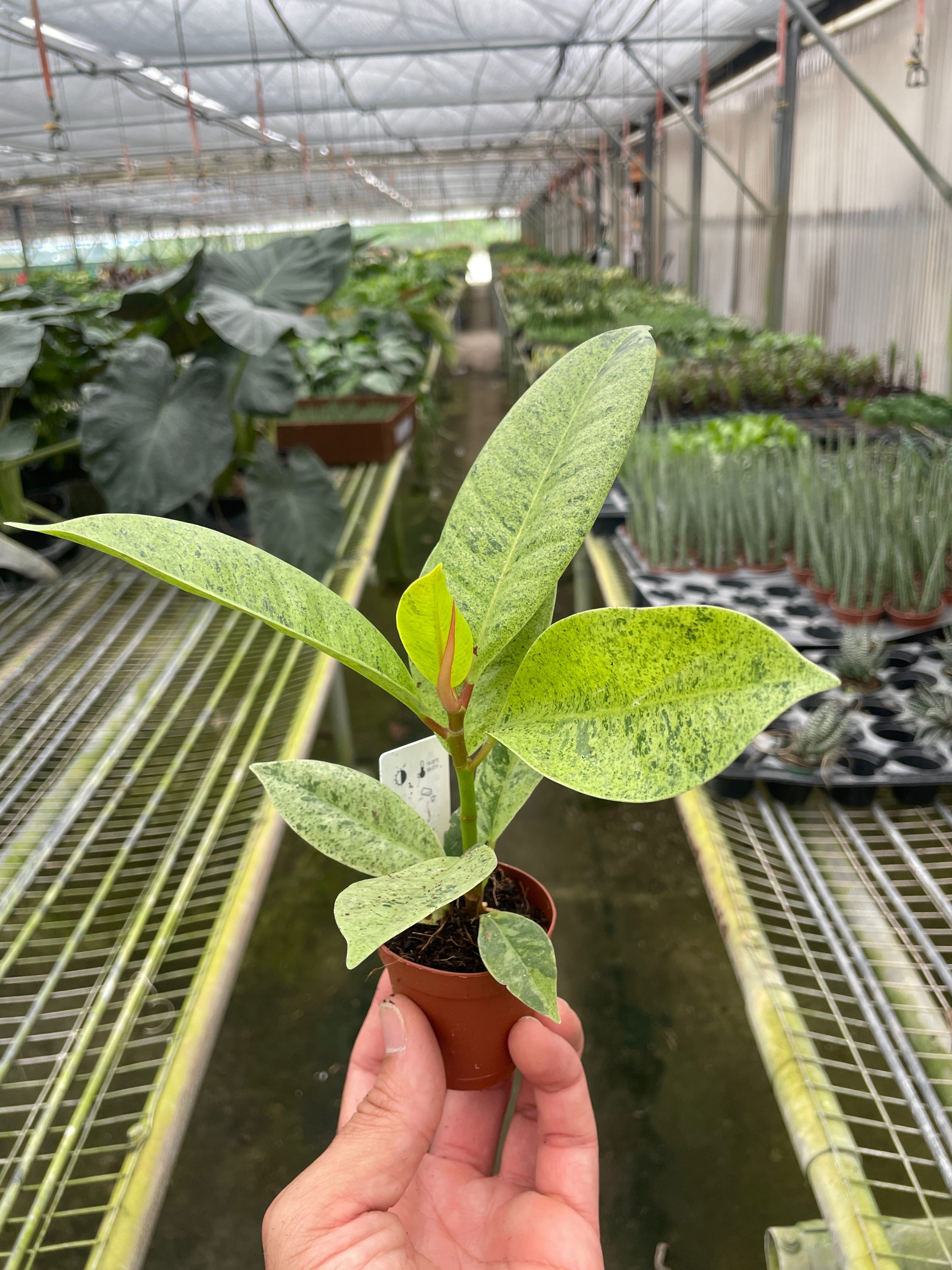 Ficus 'shivereana' (Moonshine) - Holiday Corner