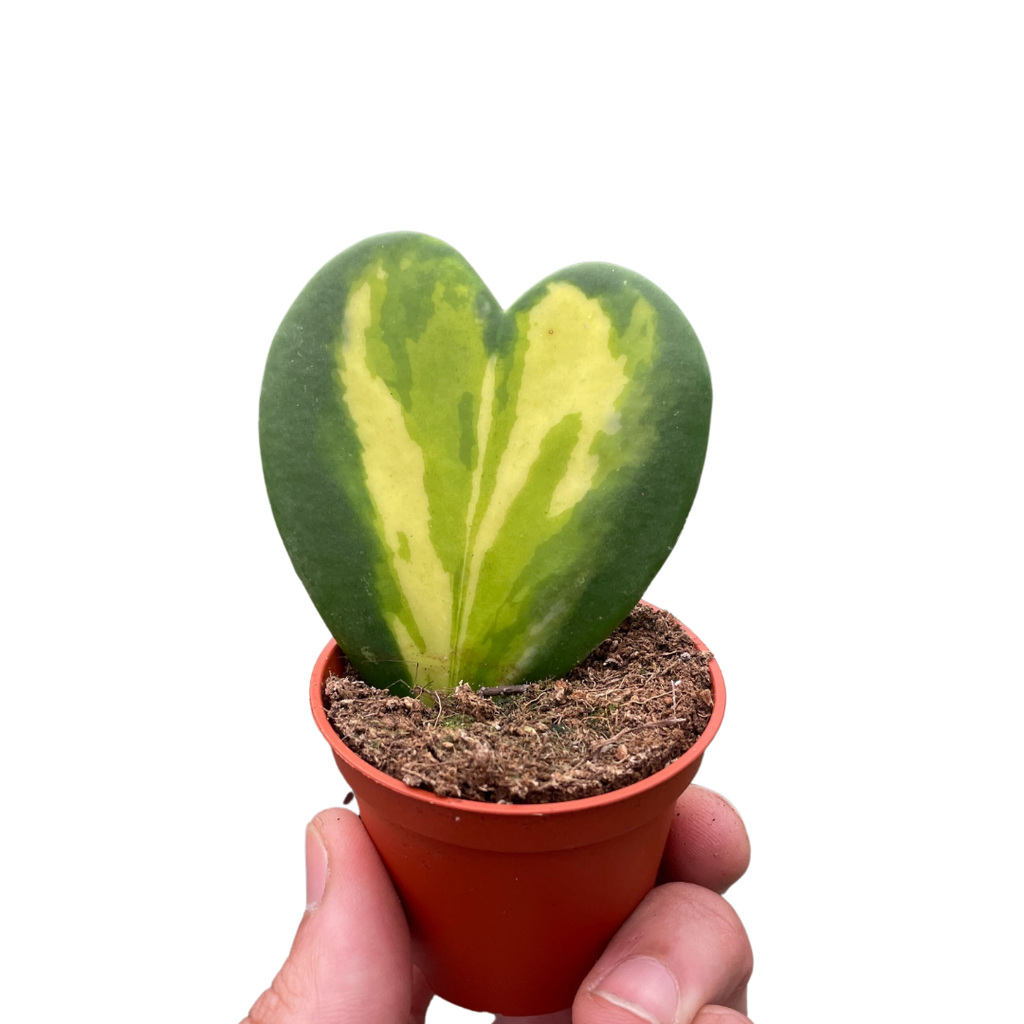 Hoya Heart Flame - Holiday Corner