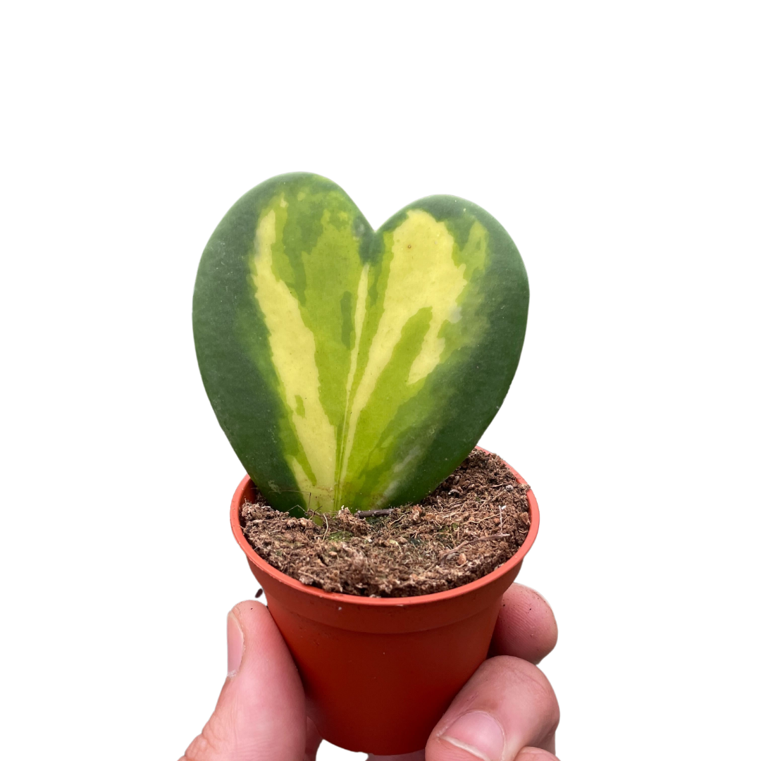 Hoya Heart Flame - Holiday Corner