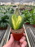 Hoya Heart Flame - Holiday Corner