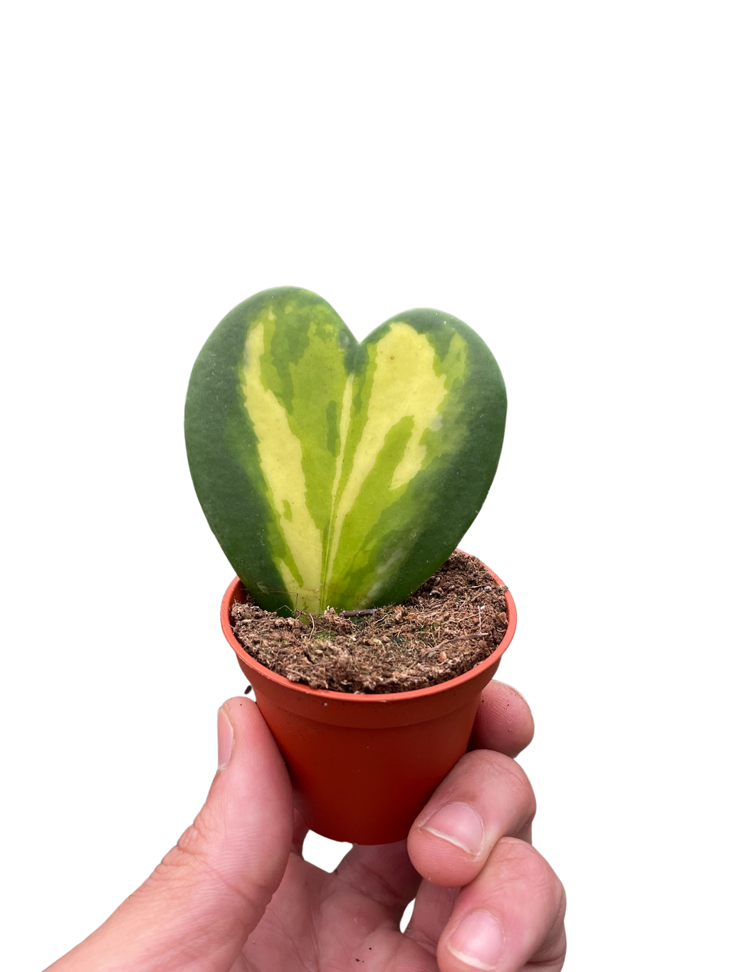 Hoya Heart Flame - Holiday Corner