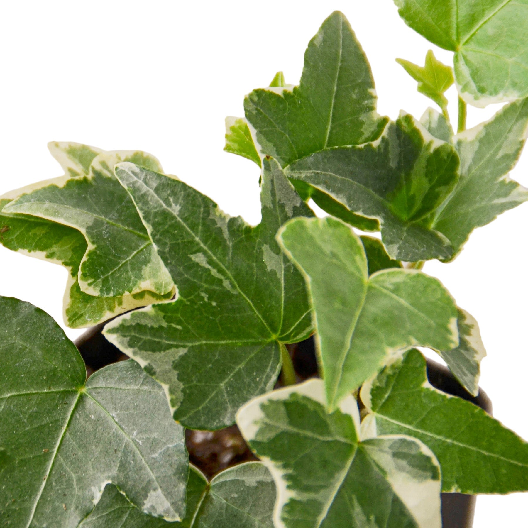 English Ivy 'Glacier' - Holiday Corner