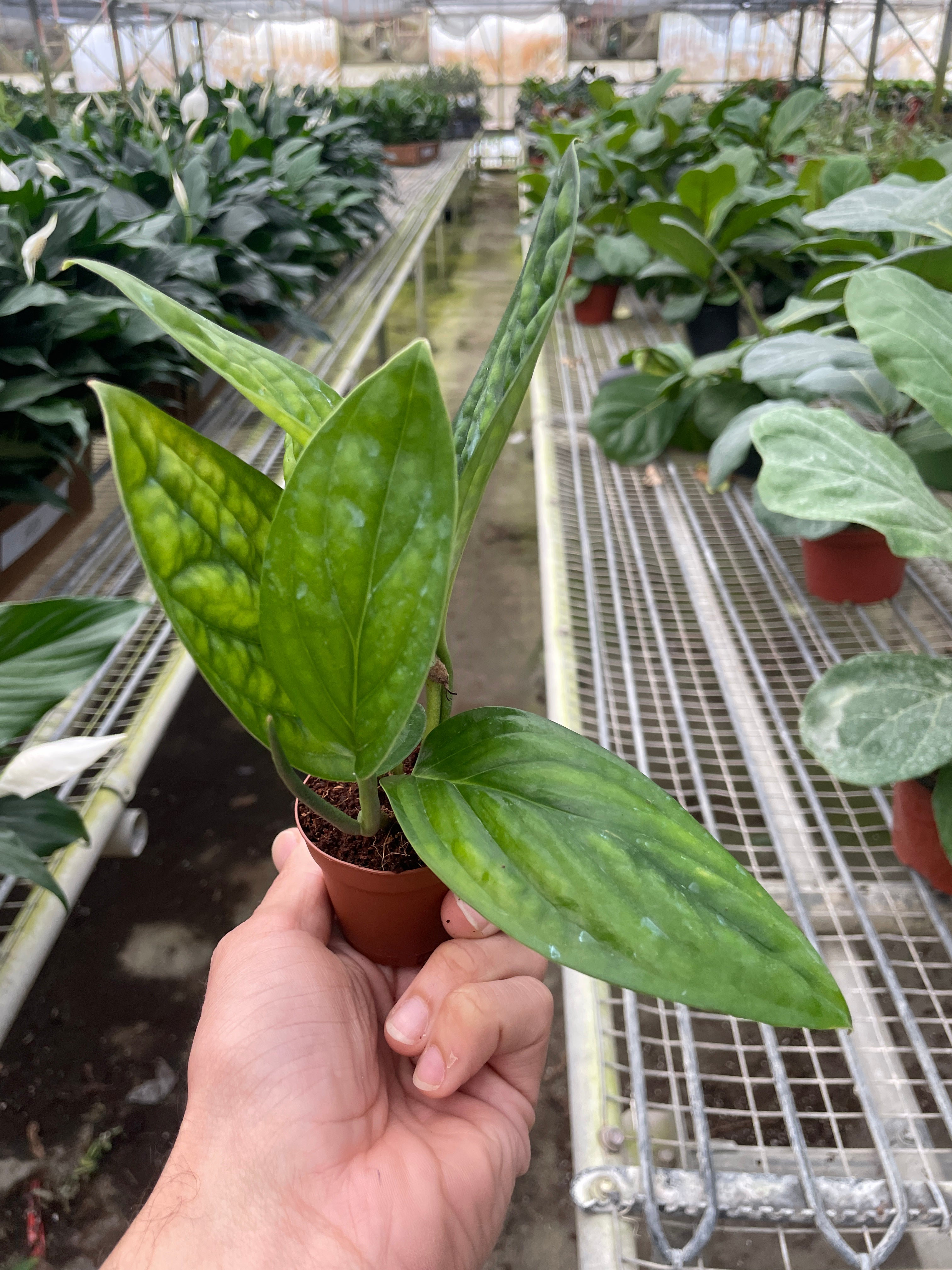 Monstera 'Peru' - Holiday Corner