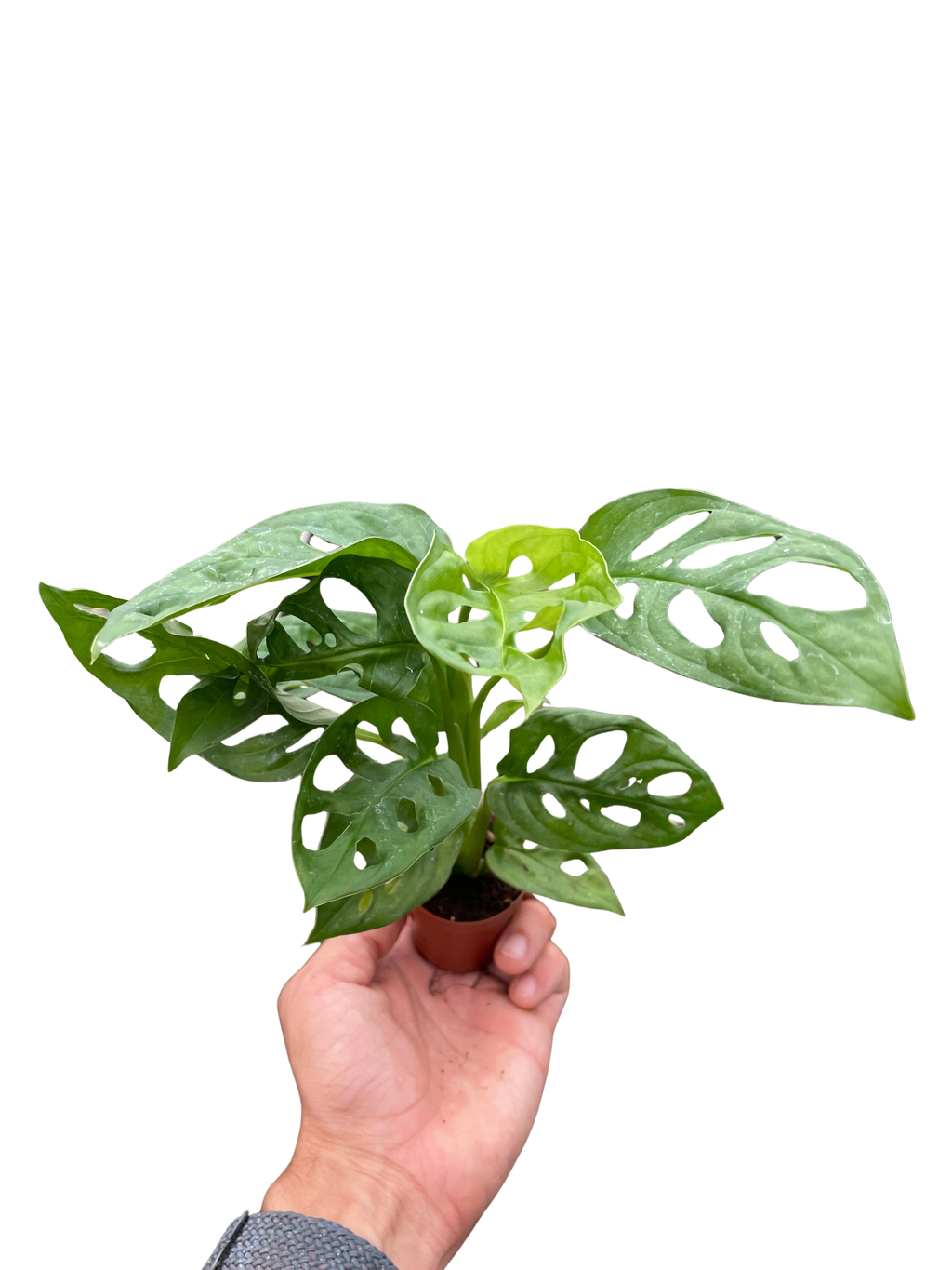 Monstera Adansonii 'Swiss Cheese' - Holiday Corner