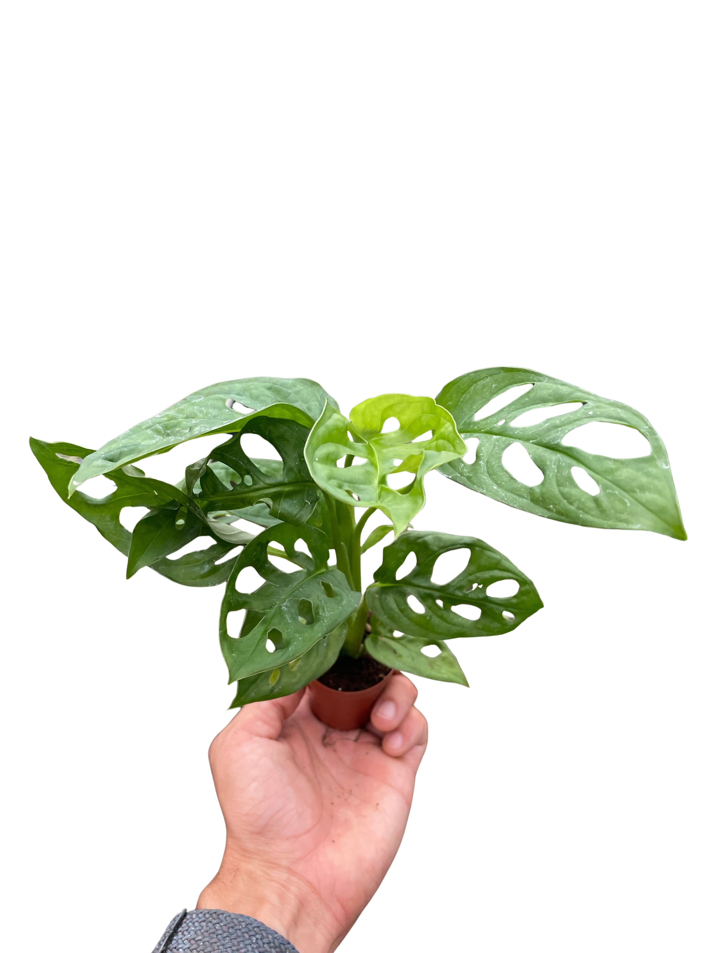 Monstera Adansonii 'Swiss Cheese' - Holiday Corner