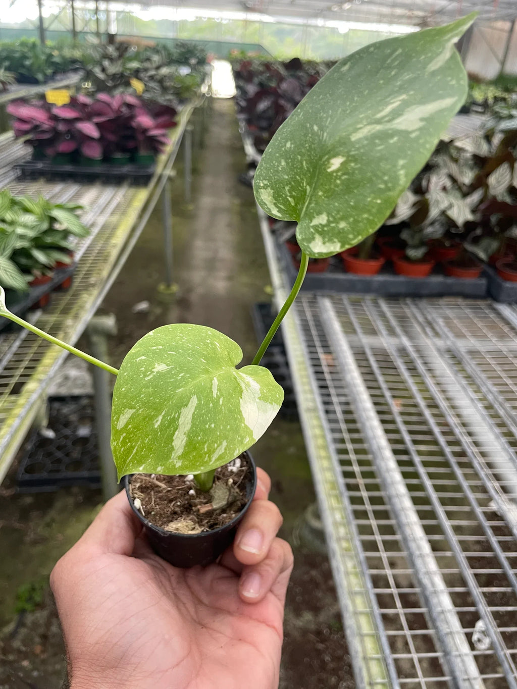 Monstera 'Thai Constellation' - Holiday Corner
