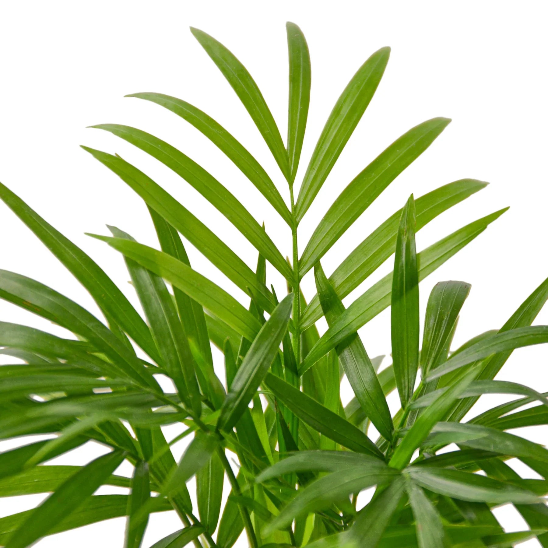 Parlor Palm - Holiday Corner