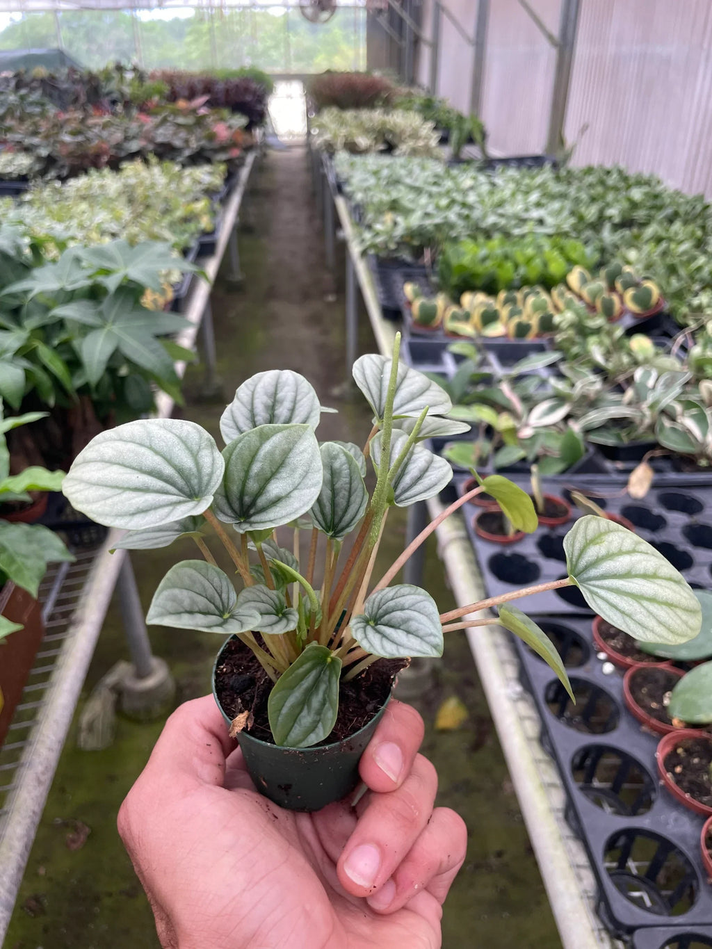 Peperomia 'Frost' - Holiday Corner