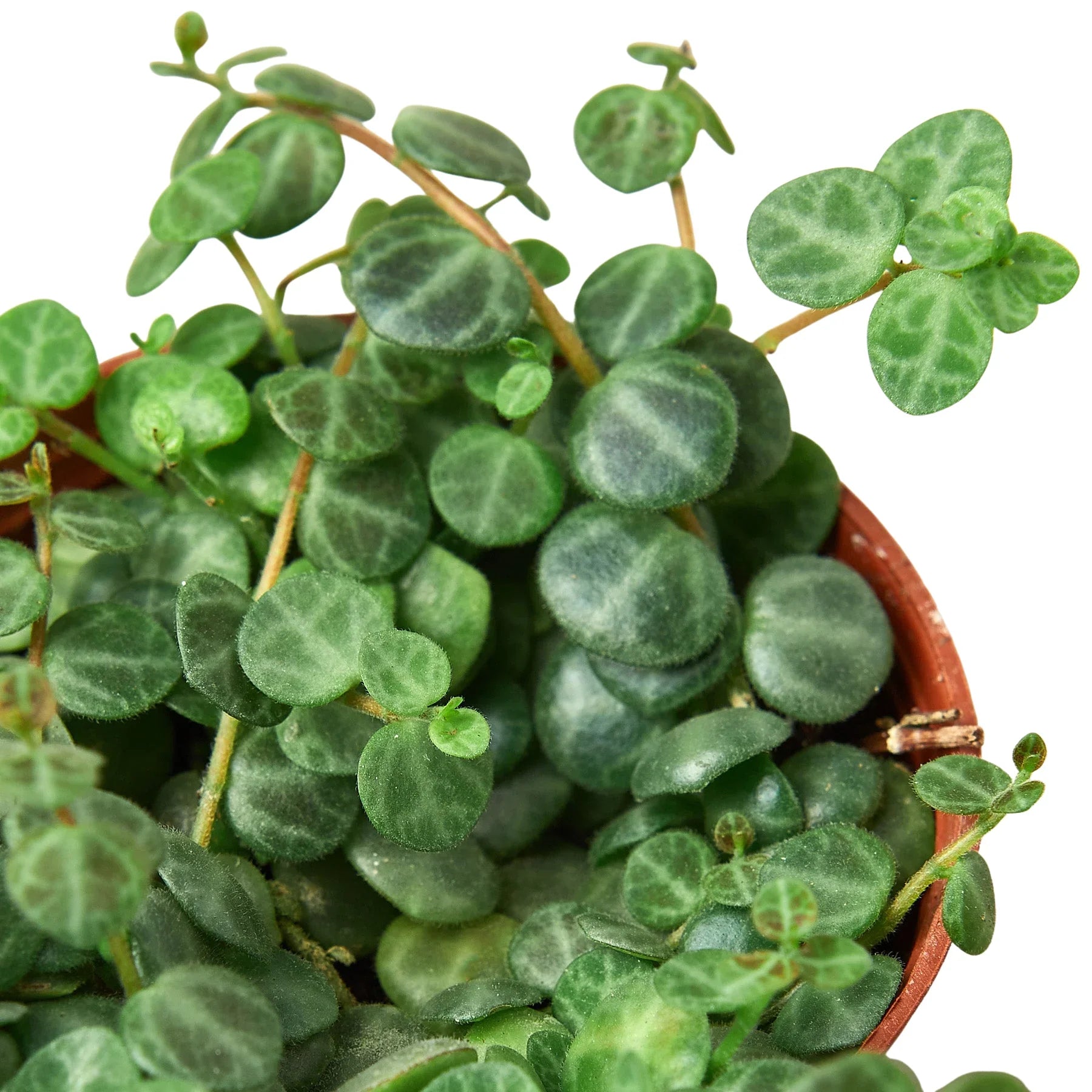 Peperomia Prostrata 'String of Turtles' - Holiday Corner