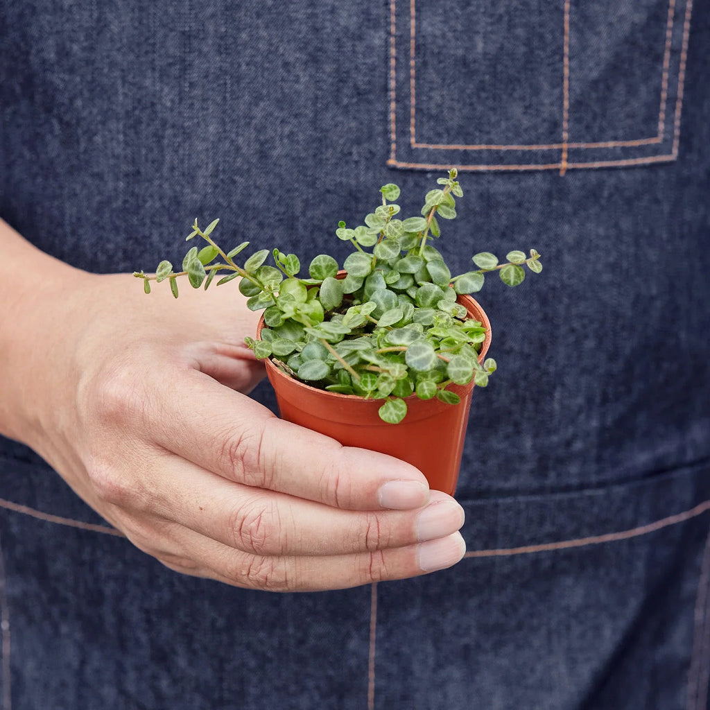 Peperomia Prostrata 'String of Turtles' - Holiday Corner