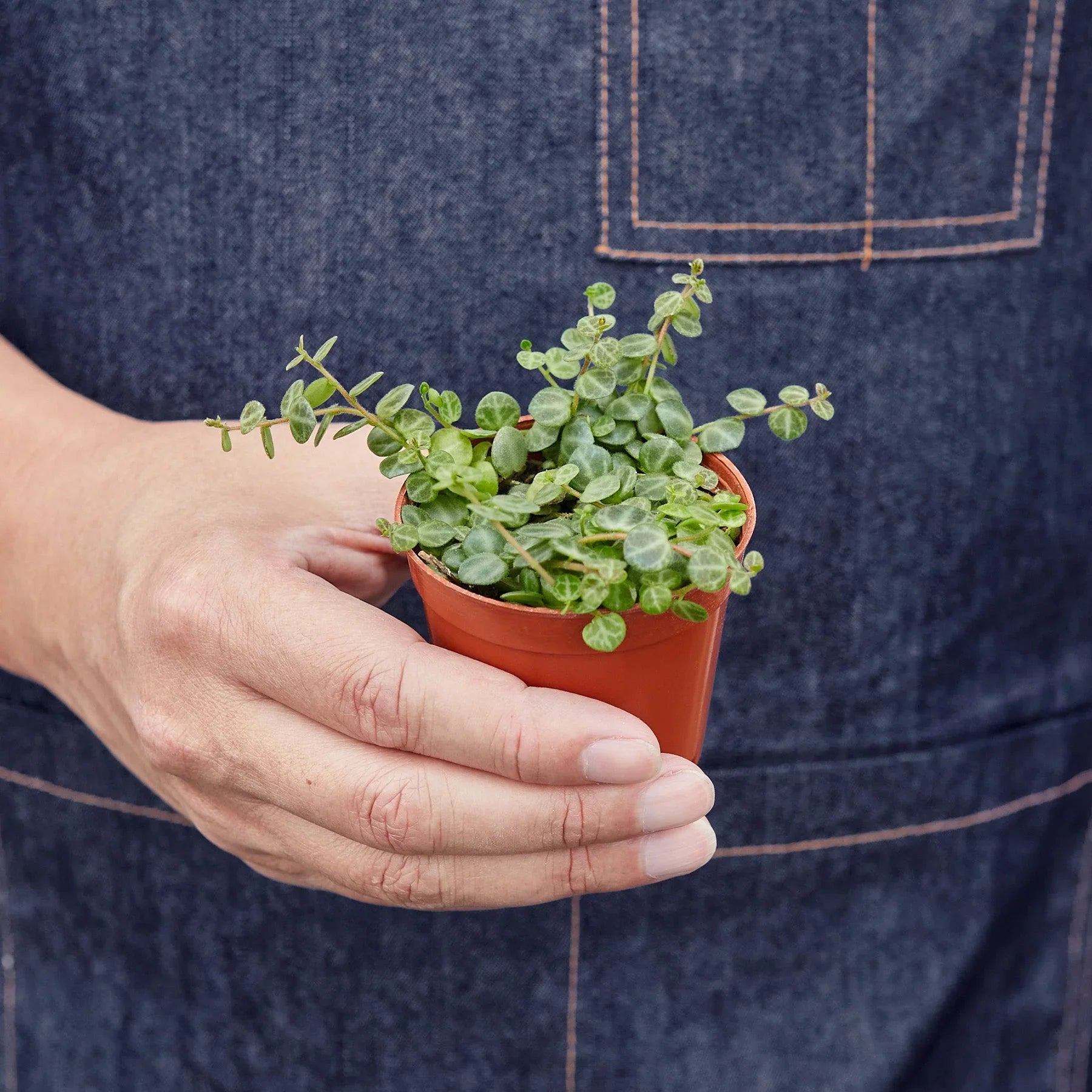Peperomia Prostrata 'String of Turtles' - Holiday Corner