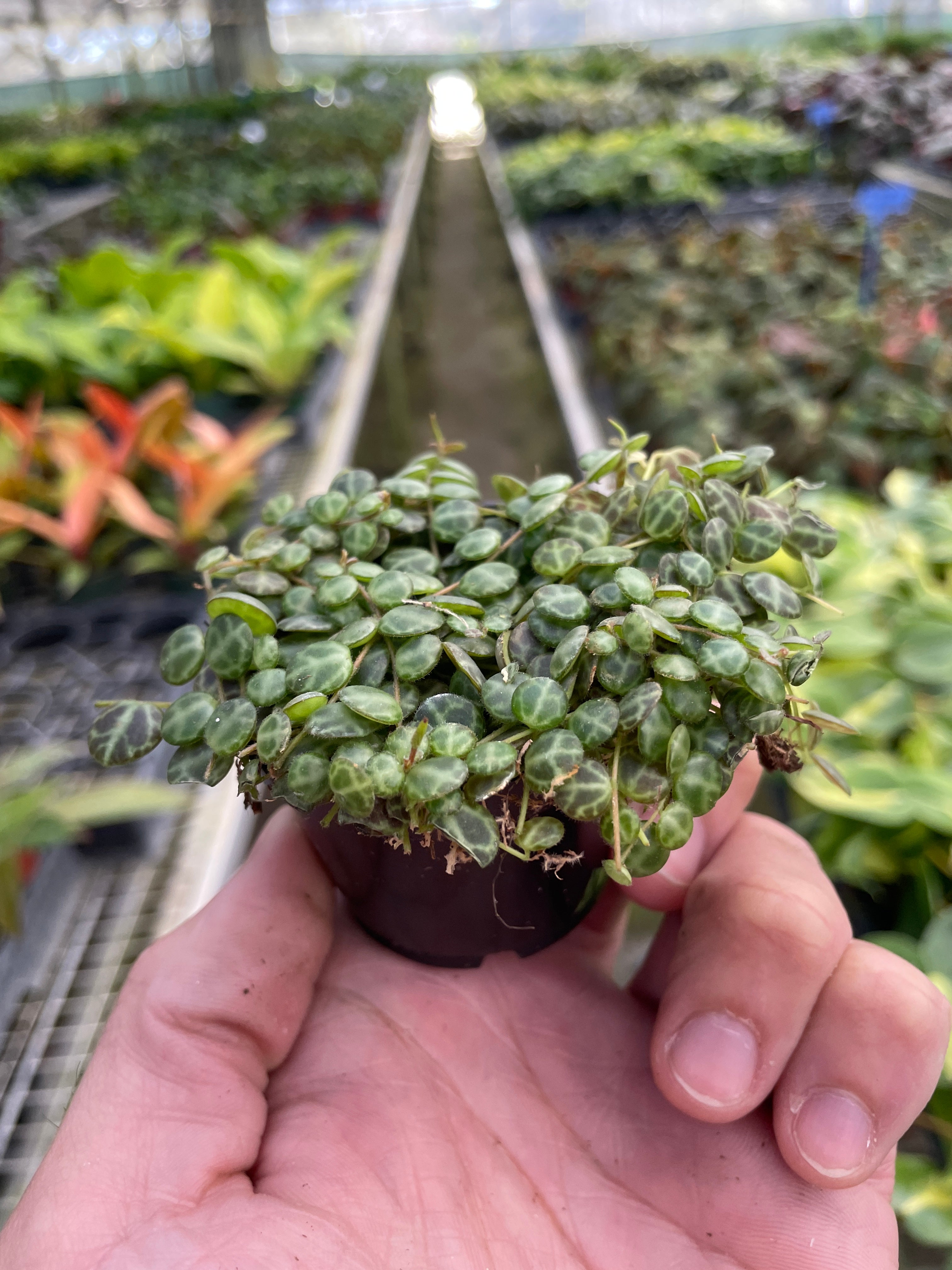 Peperomia Prostrata 'String of Turtles' - Holiday Corner