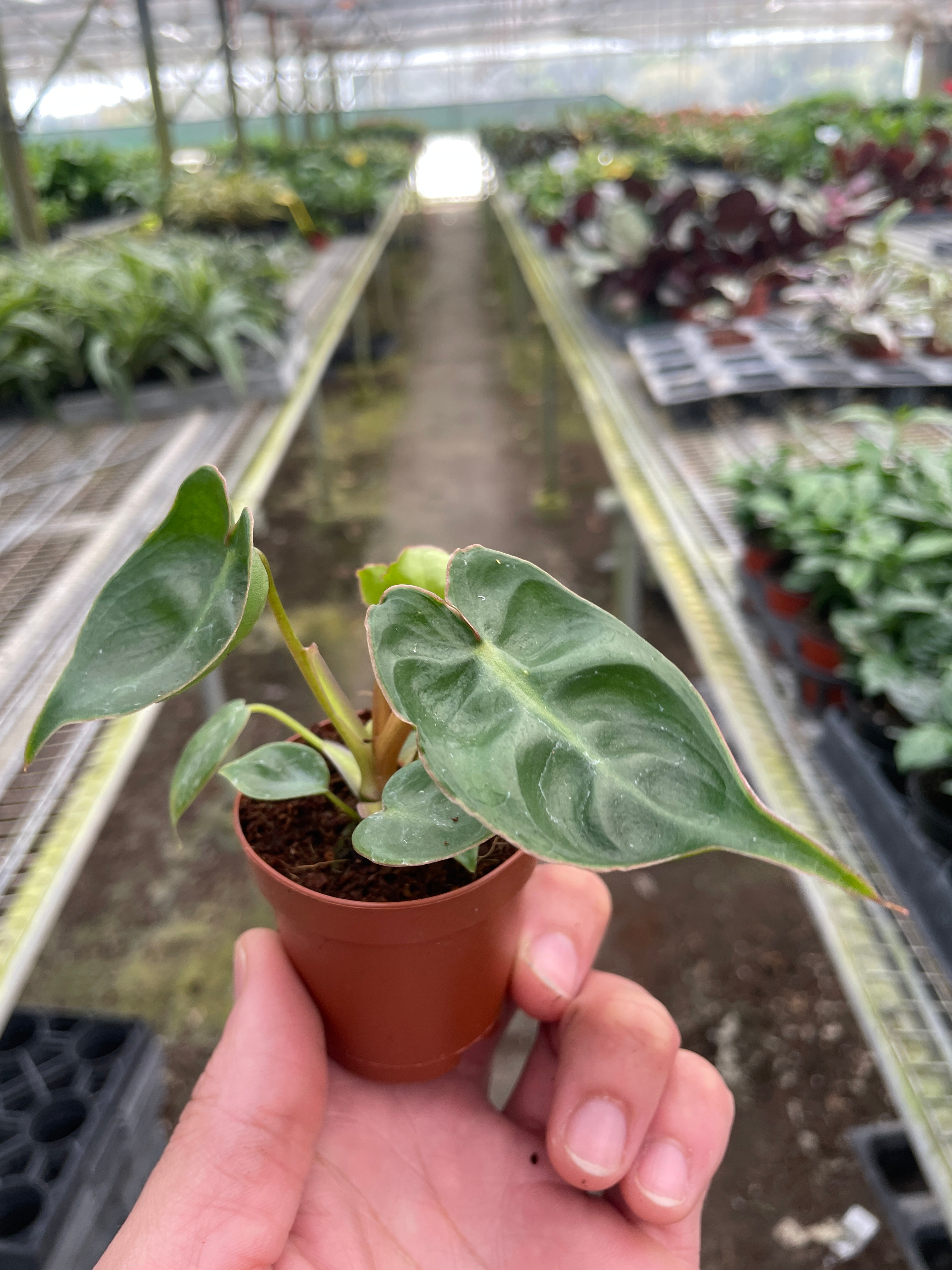 Philodendron 'Billietiae' - Holiday Corner