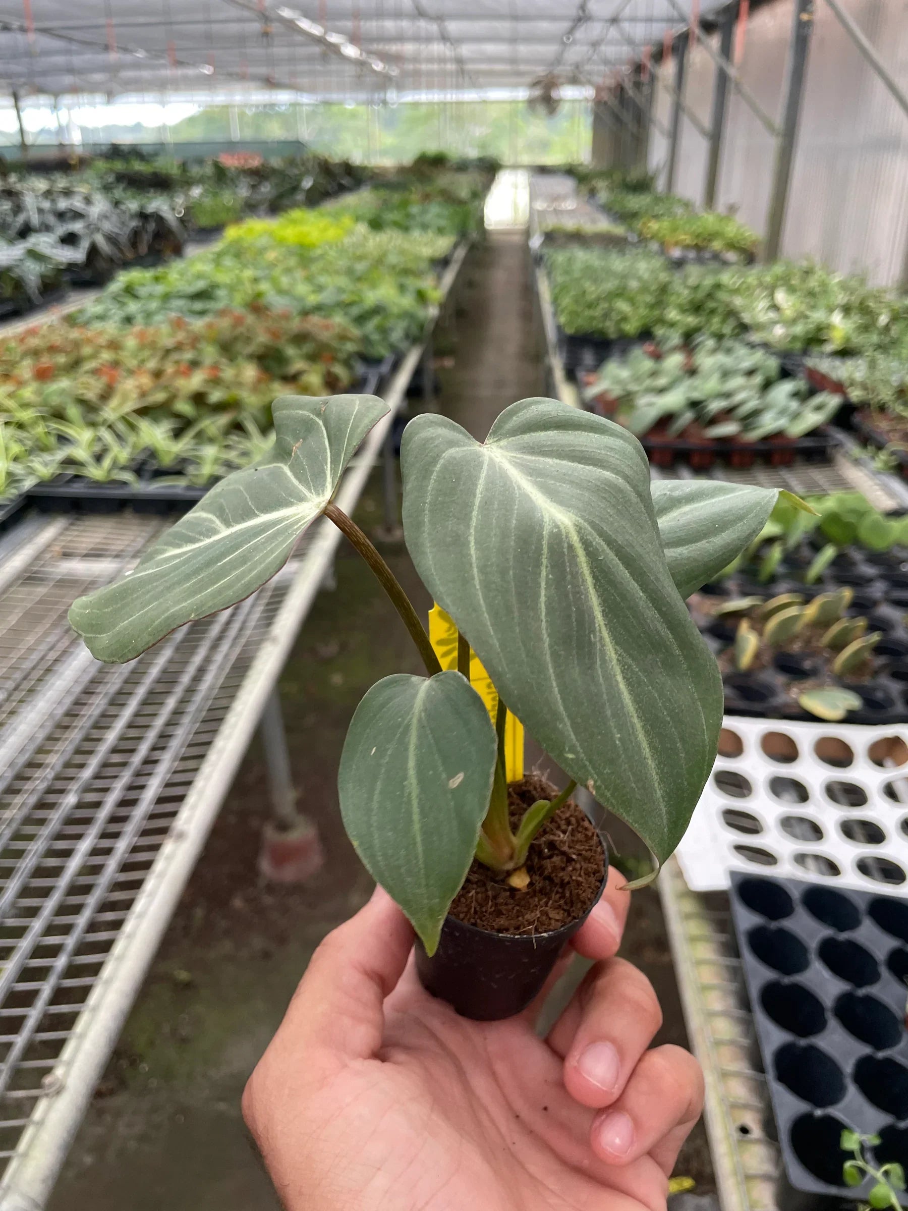 Philodendron Gloriosum - Holiday Corner