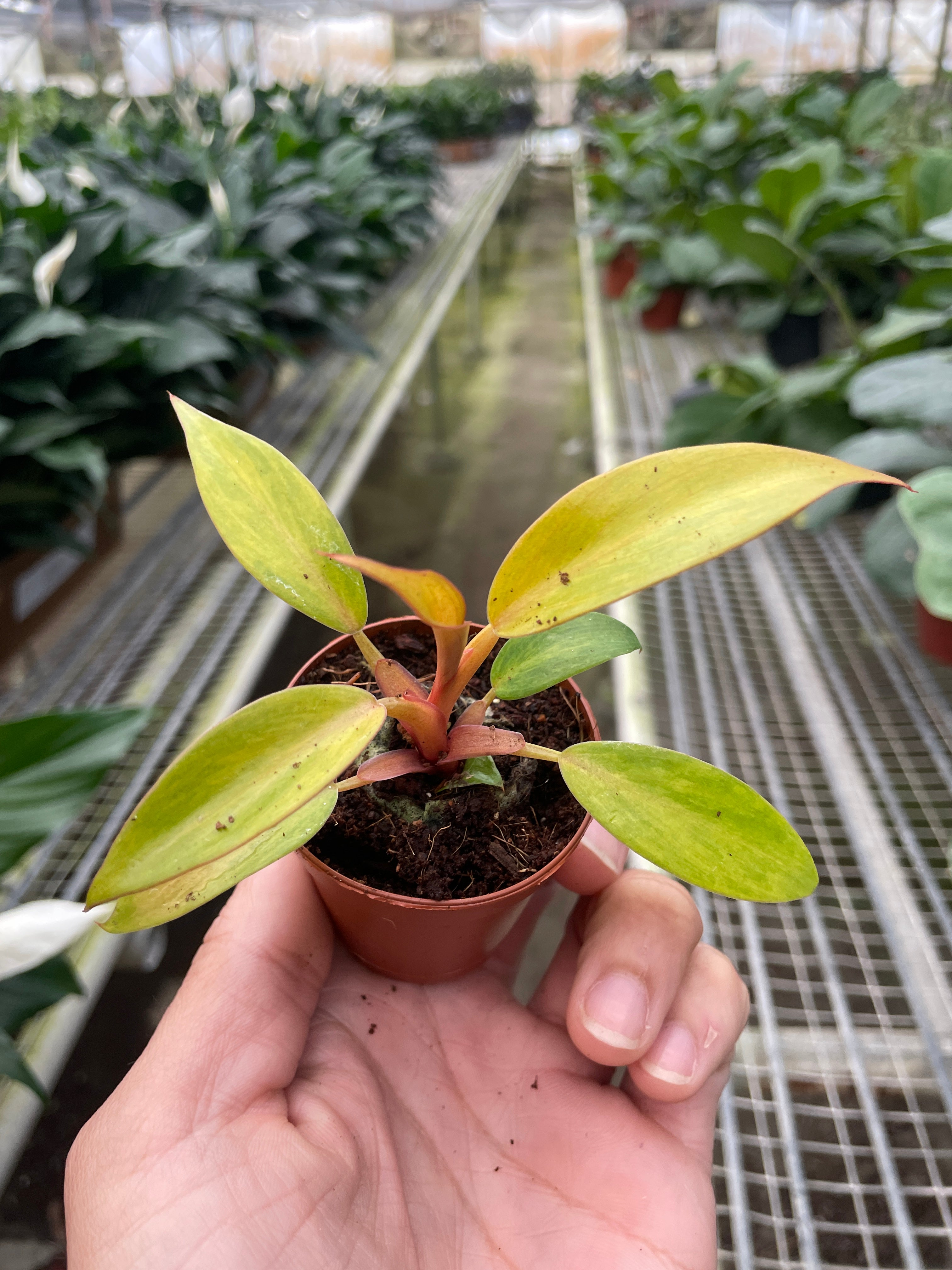 Philodendron 'Orange Marmalade' - Holiday Corner