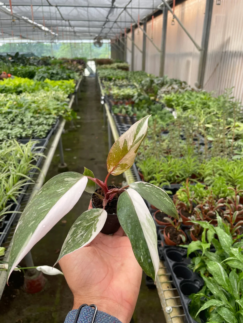 Philodendron 'Pink Princess' - Holiday Corner