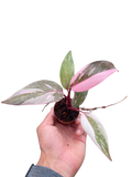 Philodendron 'Marble Pink Princess' - Holiday Corner