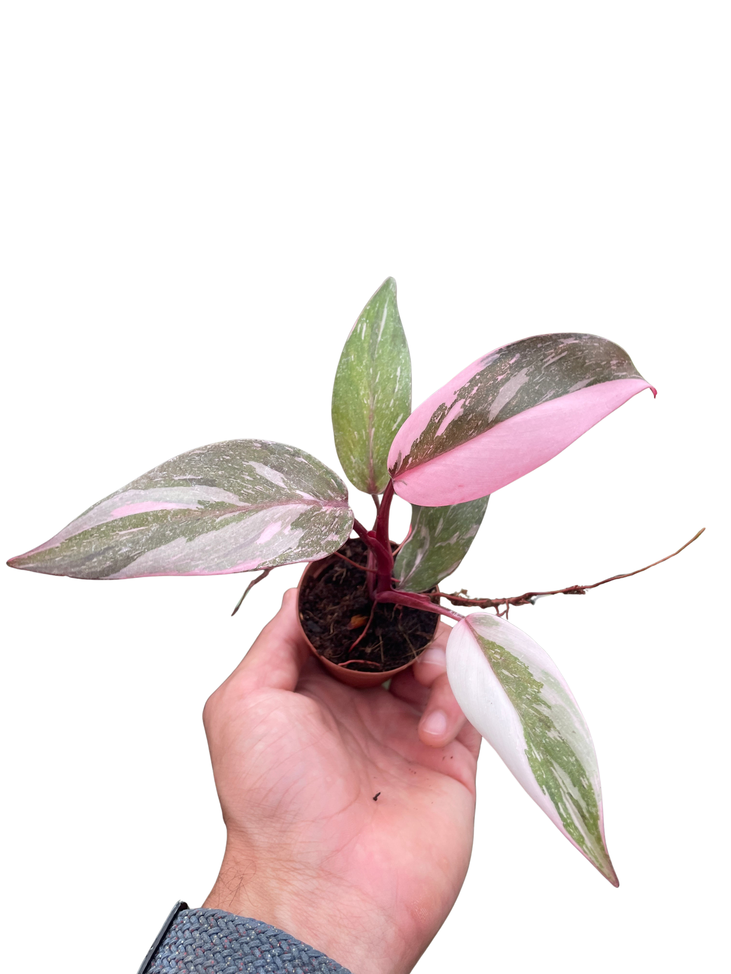 Philodendron 'Marble Pink Princess' - Holiday Corner