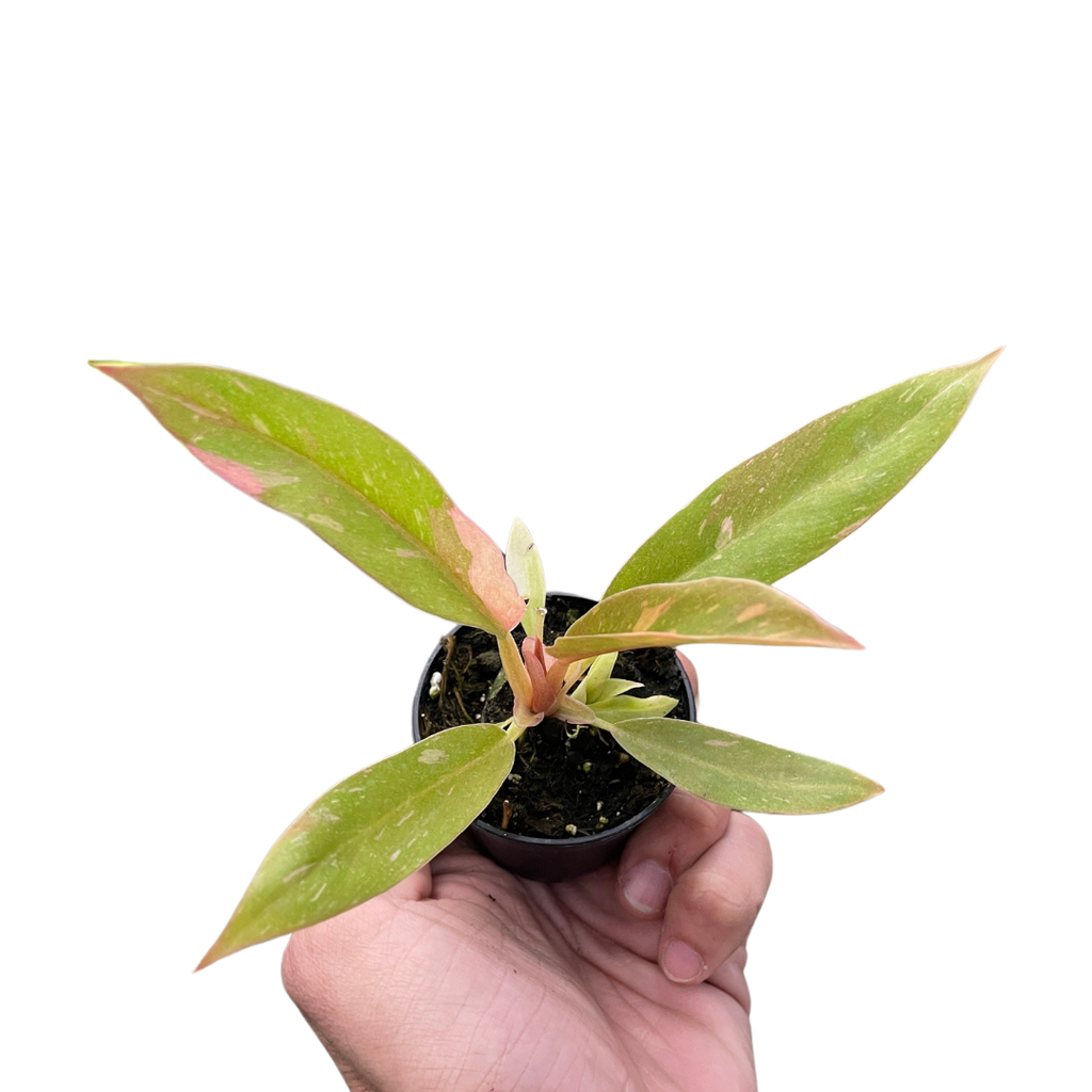Philodendron Ring of Fire Variegated - Holiday Corner