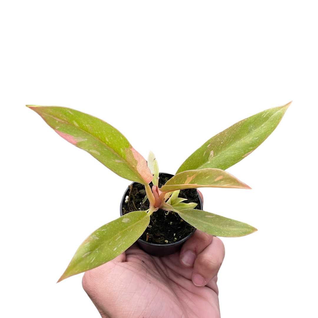 Philodendron Ring of Fire Variegated - Holiday Corner