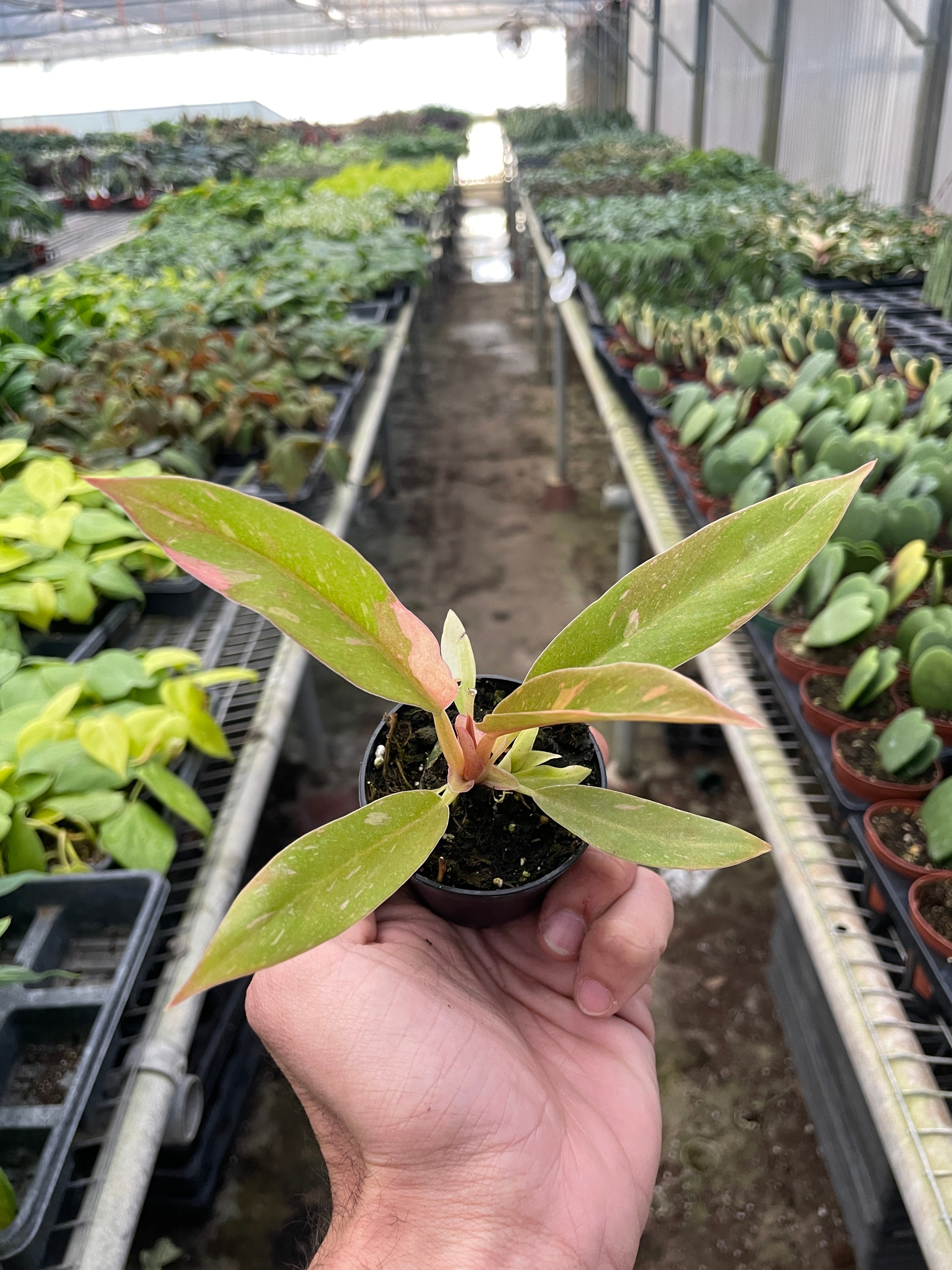 Philodendron Ring of Fire Variegated - Holiday Corner