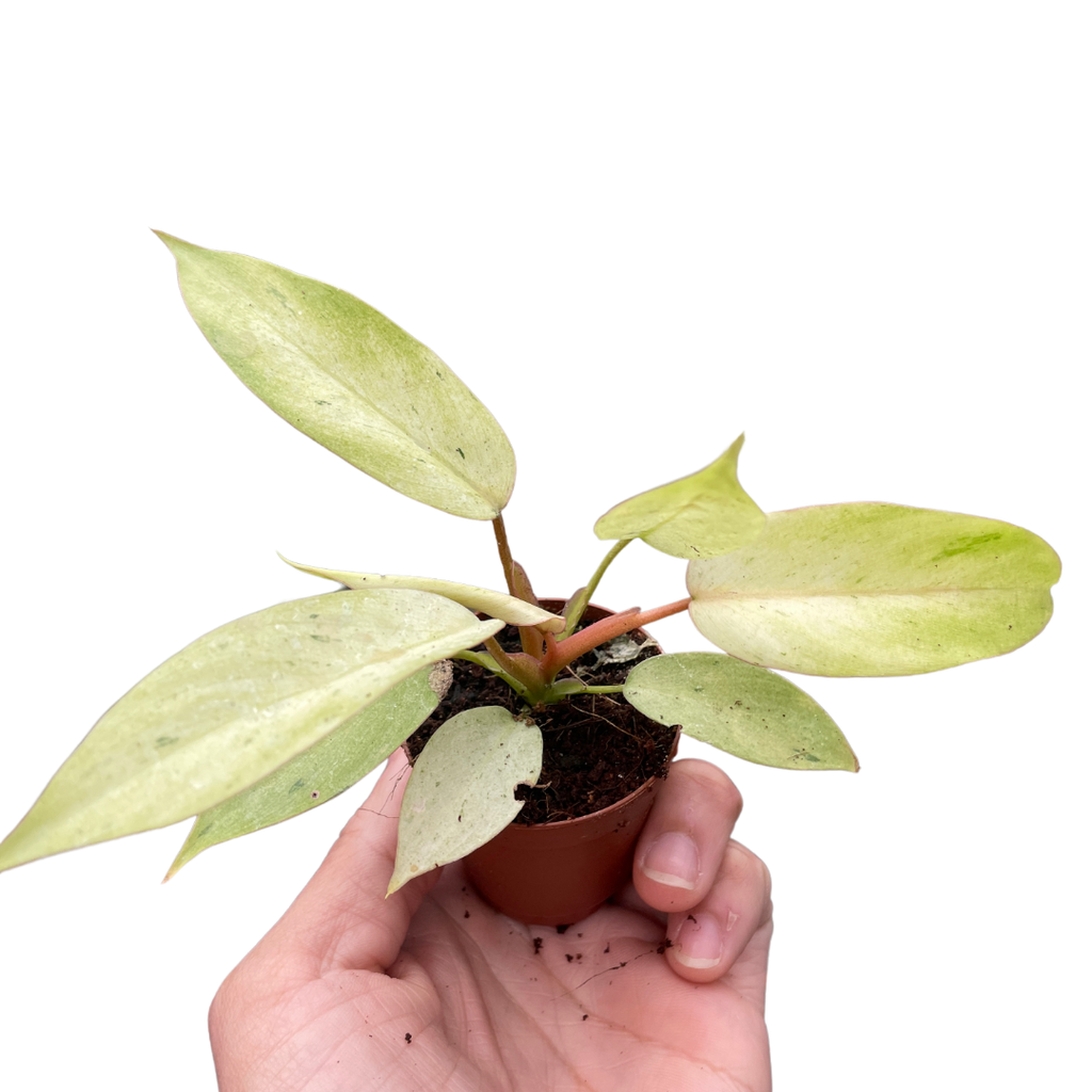 Philodendron 'Snowdrift' - Holiday Corner