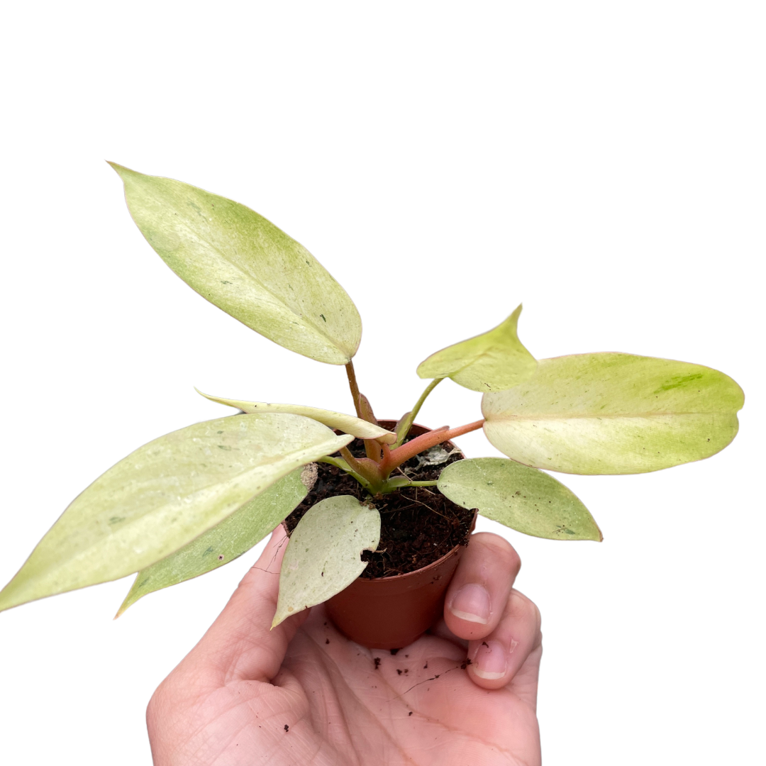 Philodendron 'Snowdrift' - Holiday Corner