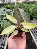 Philodendron 'Snowdrift' - Holiday Corner