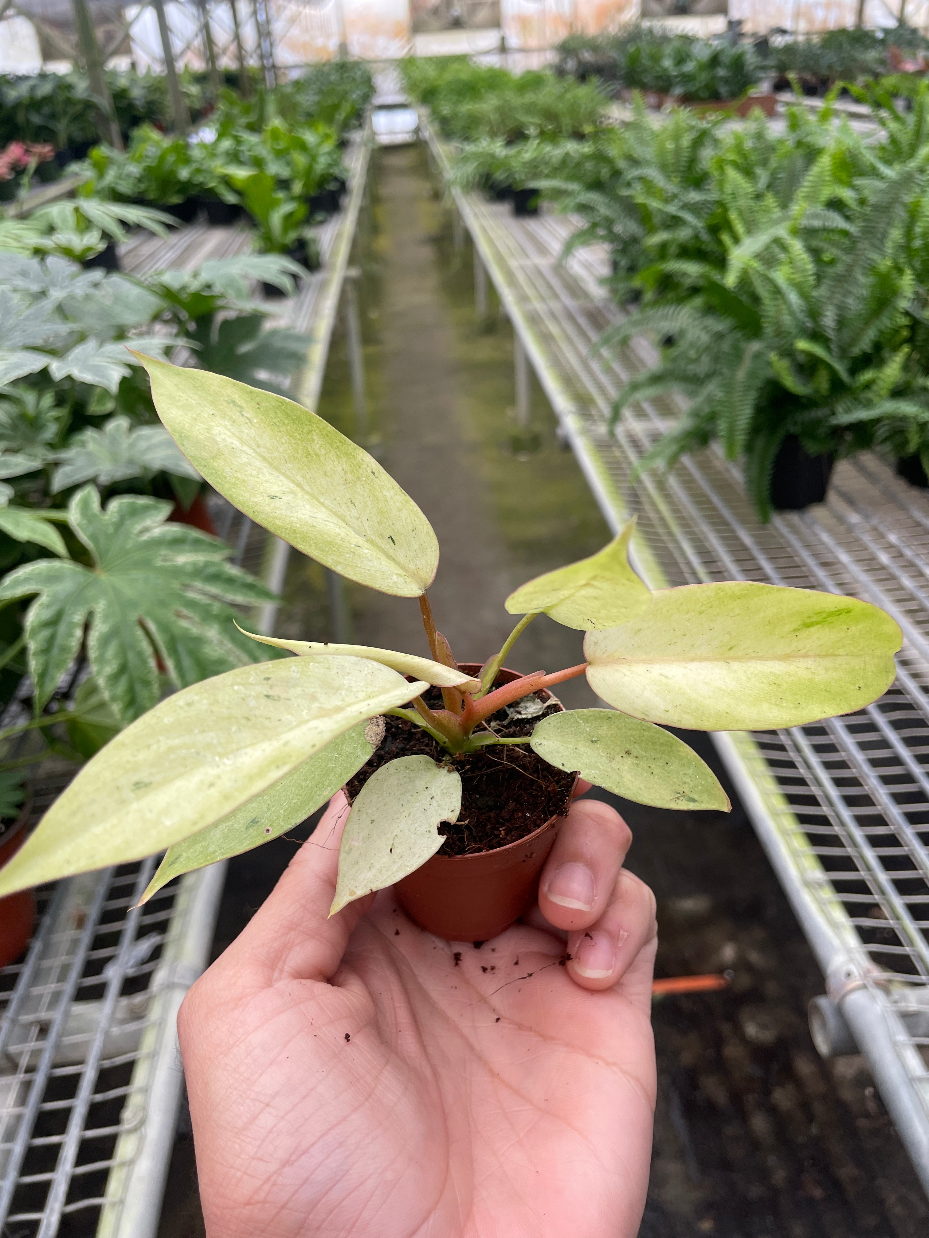 Philodendron 'Snowdrift' - Holiday Corner