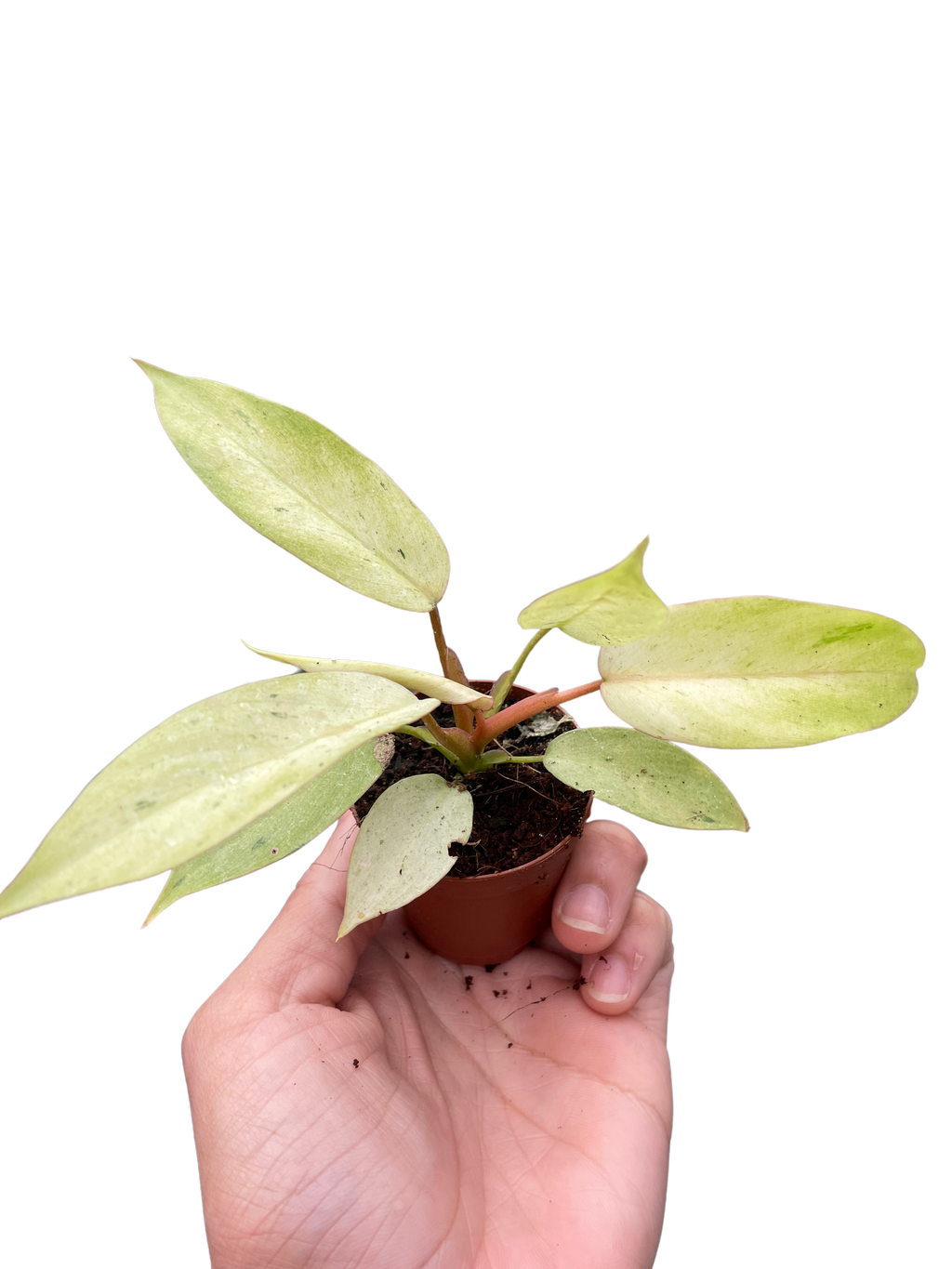 Philodendron 'Snowdrift' - Holiday Corner