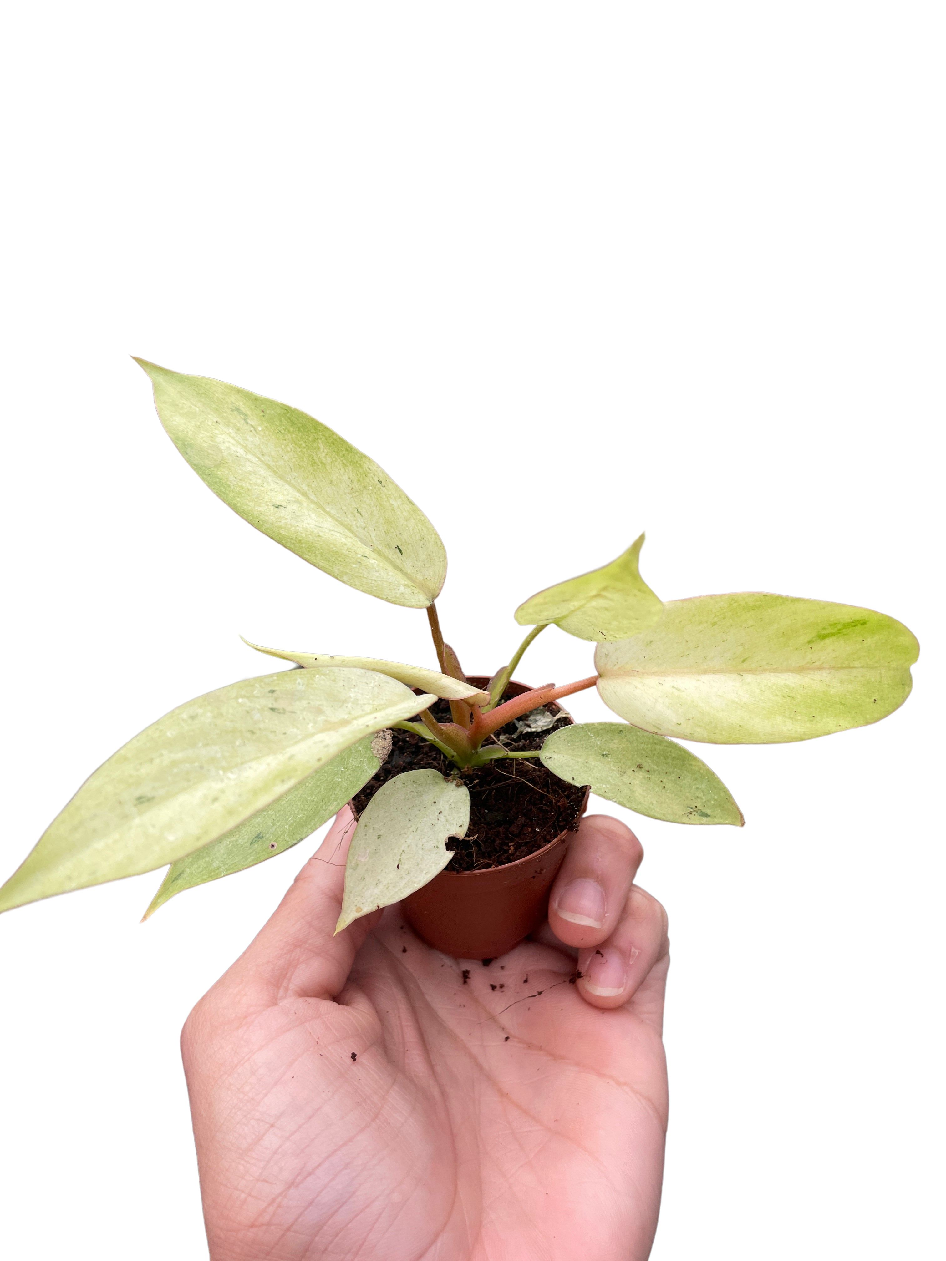 Philodendron 'Snowdrift' - Holiday Corner