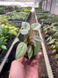 Philodendron 'Sodiroi' - Holiday Corner
