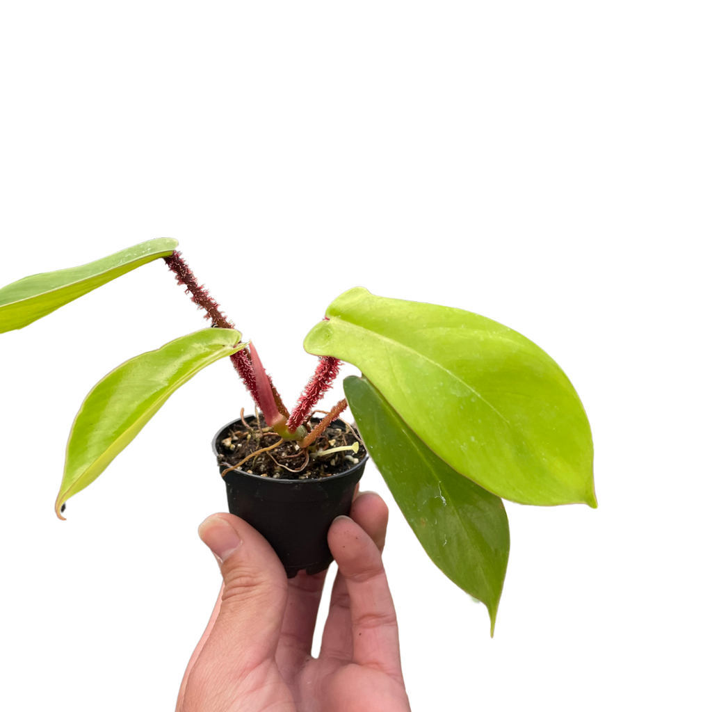Philodendron 'Squamiferum' - Holiday Corner