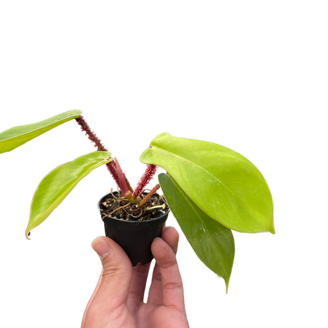 Philodendron 'Squamiferum' - Holiday Corner