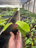 Philodendron 'Squamiferum' - Holiday Corner