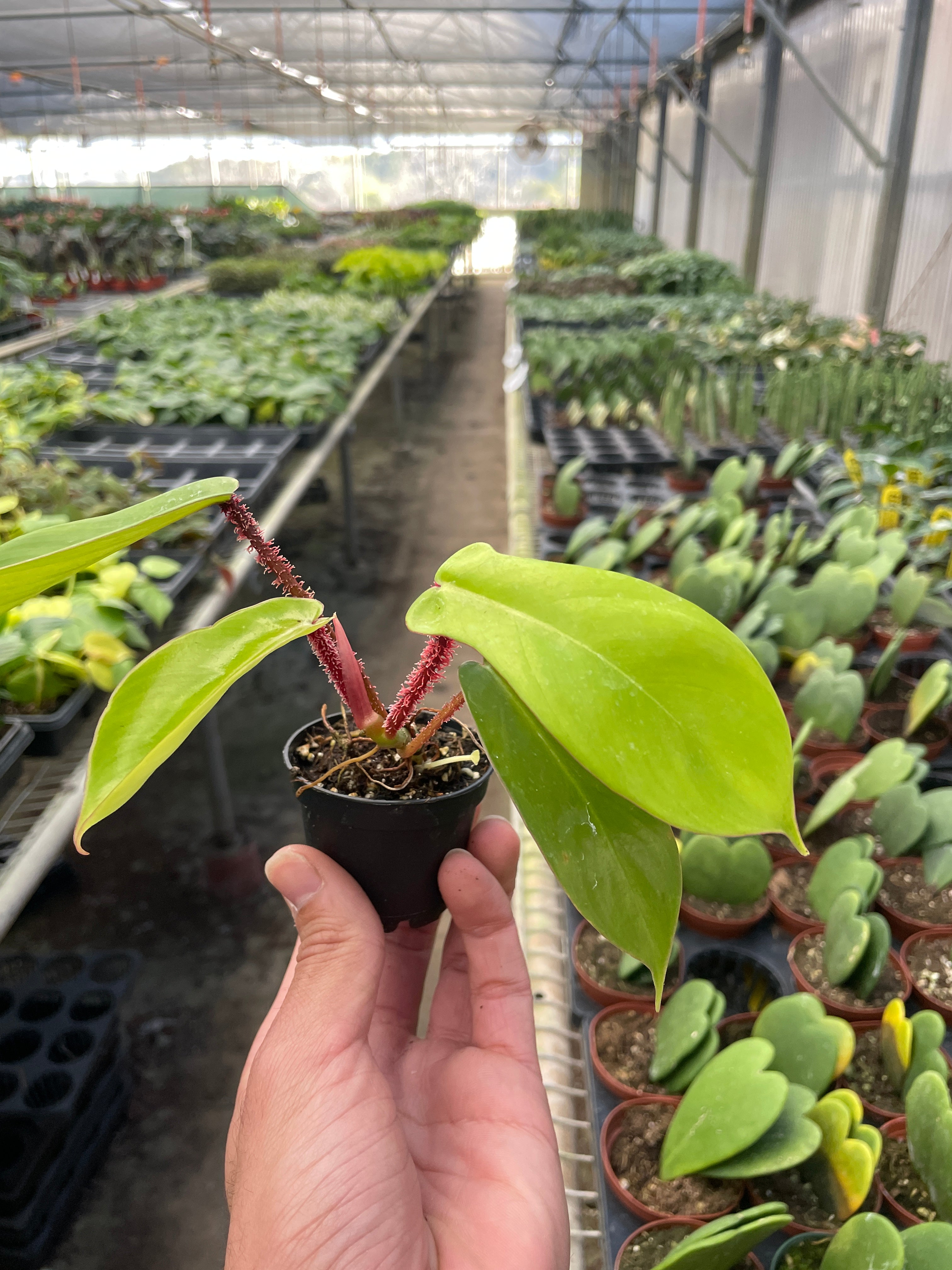 Philodendron 'Squamiferum' - Holiday Corner
