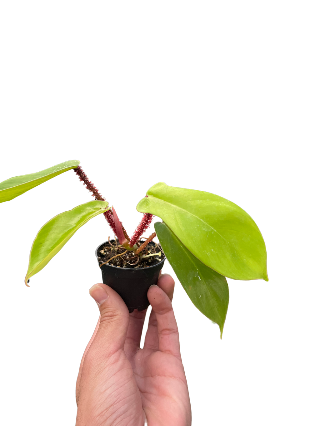 Philodendron 'Squamiferum' - Holiday Corner