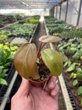 Philodendron 'Summer Glory' - Holiday Corner